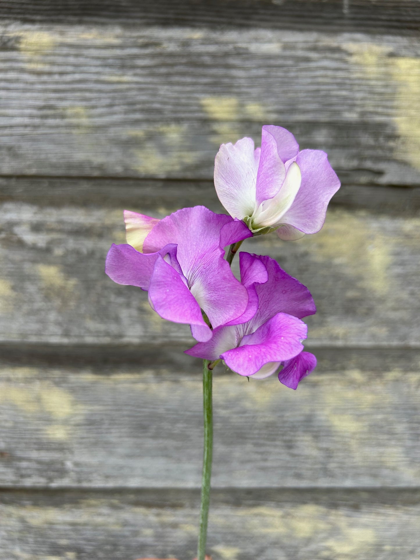 Sweet Pea - Jacqueline Ann