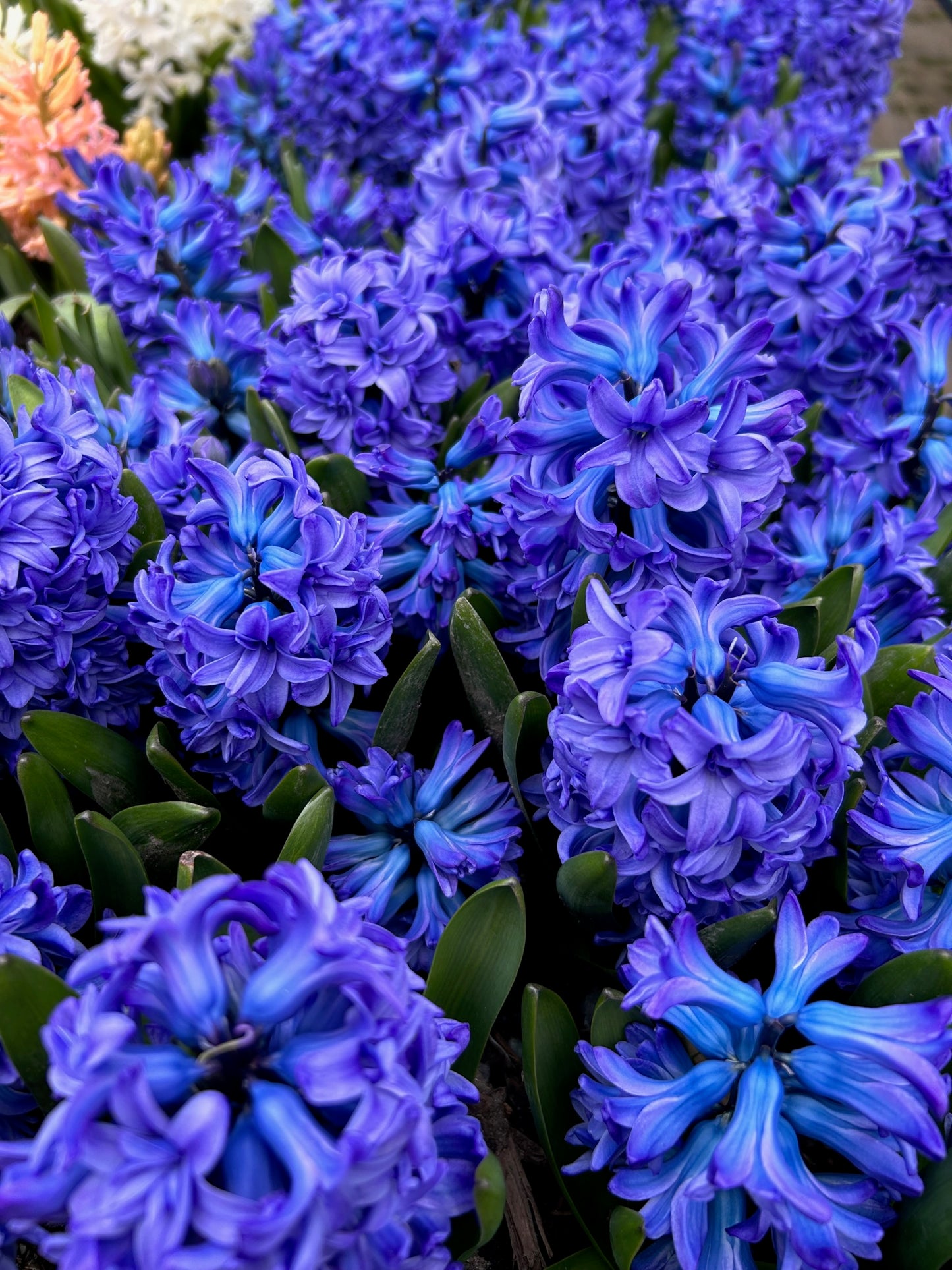Hyacinth - Blue Star