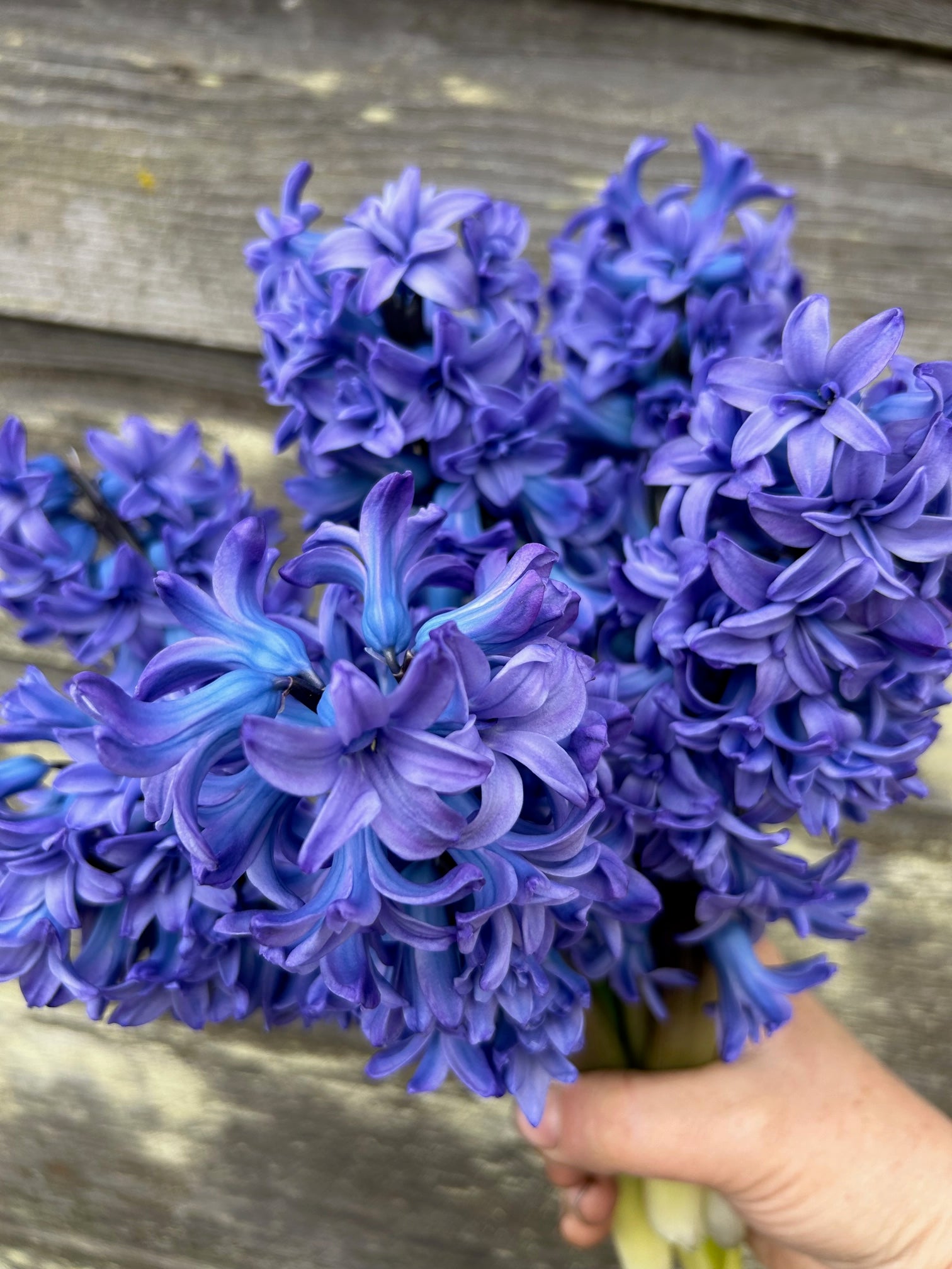 Hyacinths in Blue high quality Mason Jar 4544