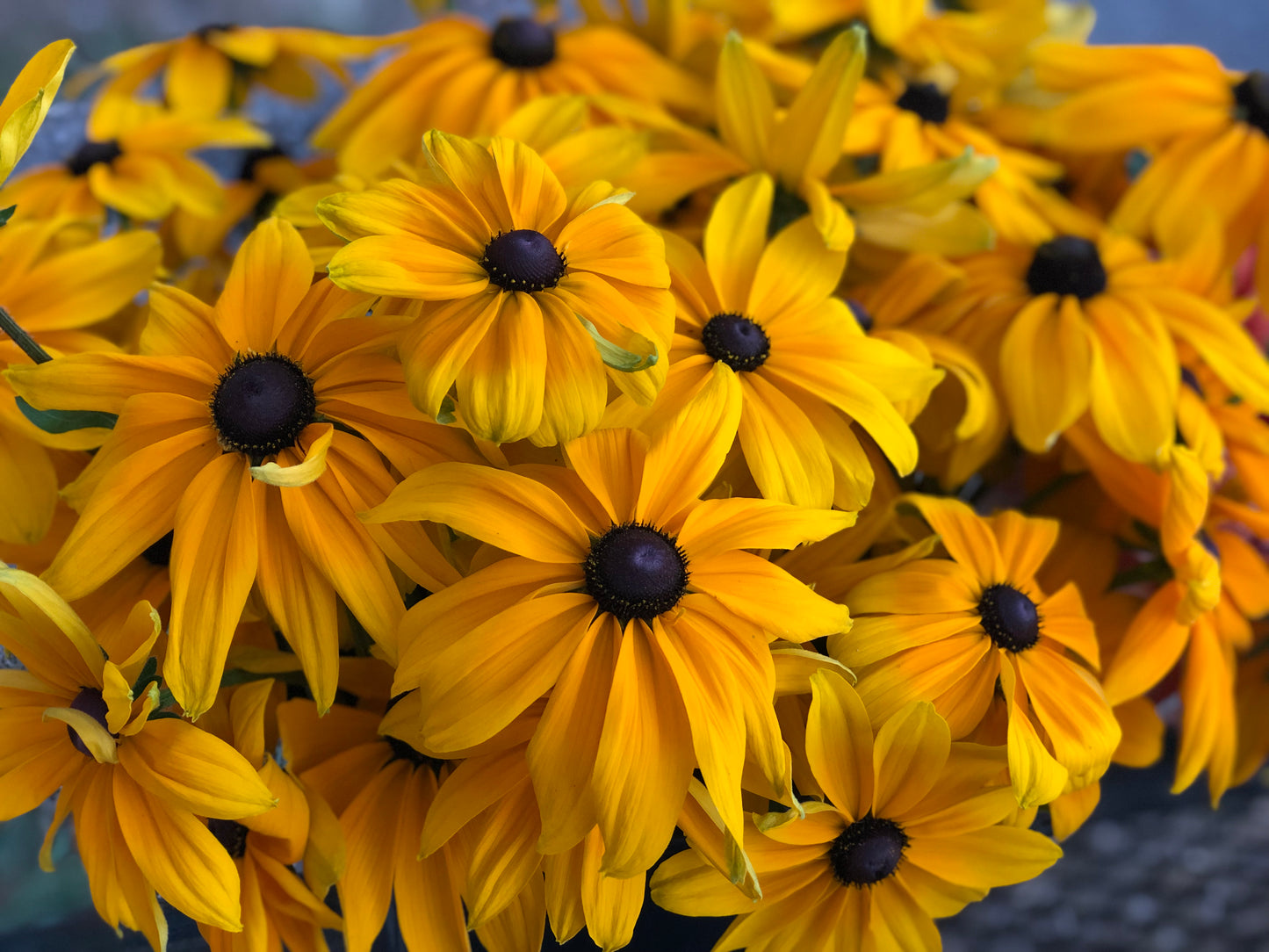 Rudbeckia - Indian Summer