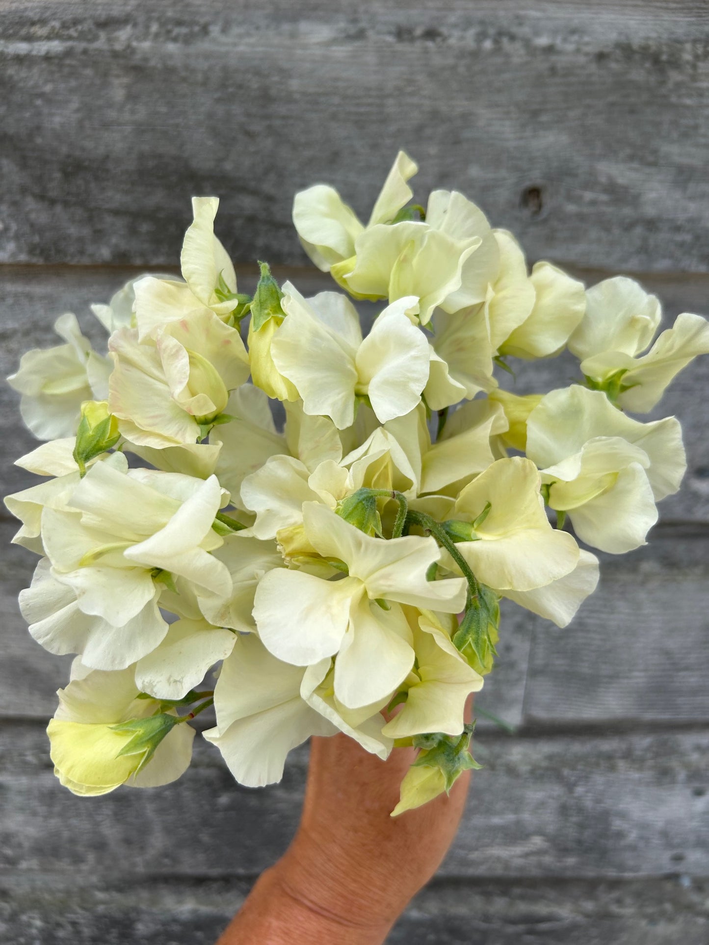 Sweet Pea - Limelight