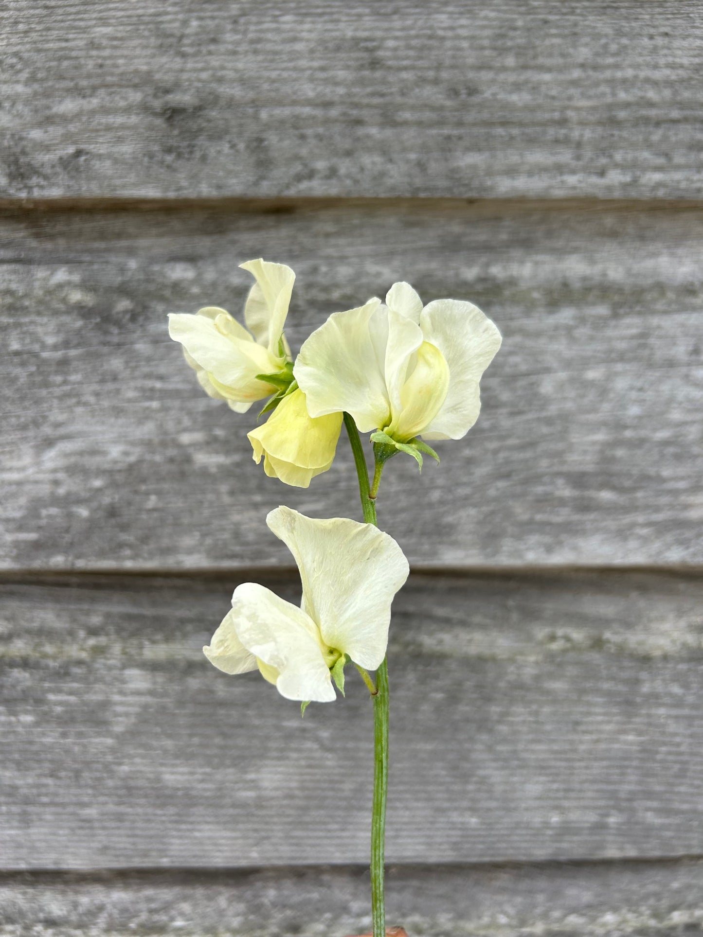 Sweet Pea - Limelight