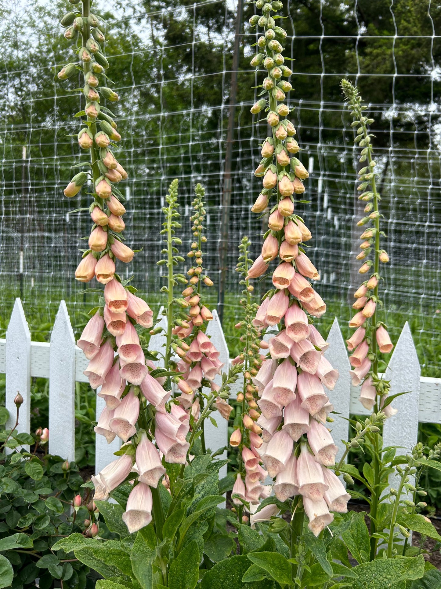 Foxglove - Apricot Beauty