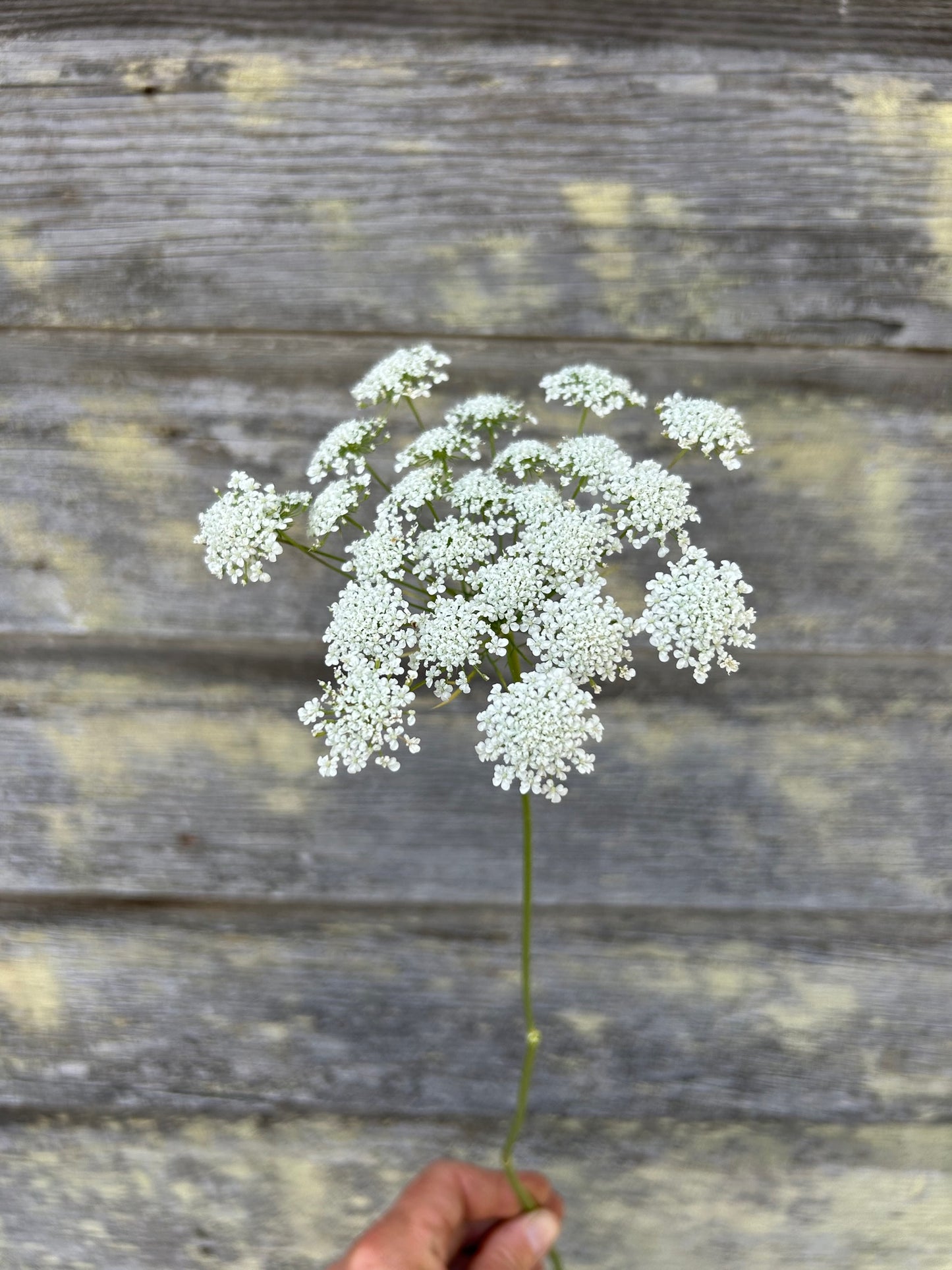Queen Anne's Lace - Queen of Africa