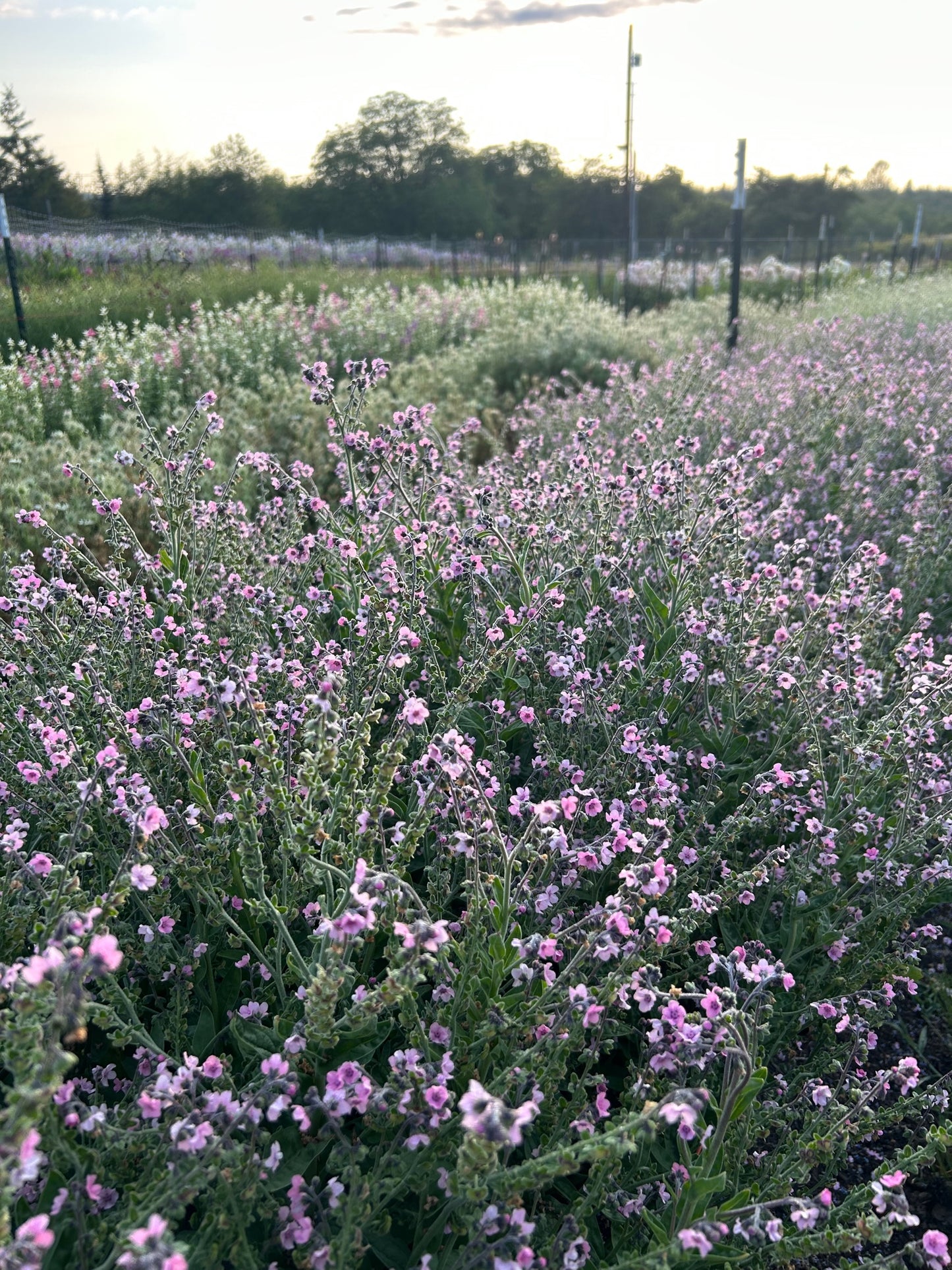Chinese Forget Me Nots - Mystic Pink