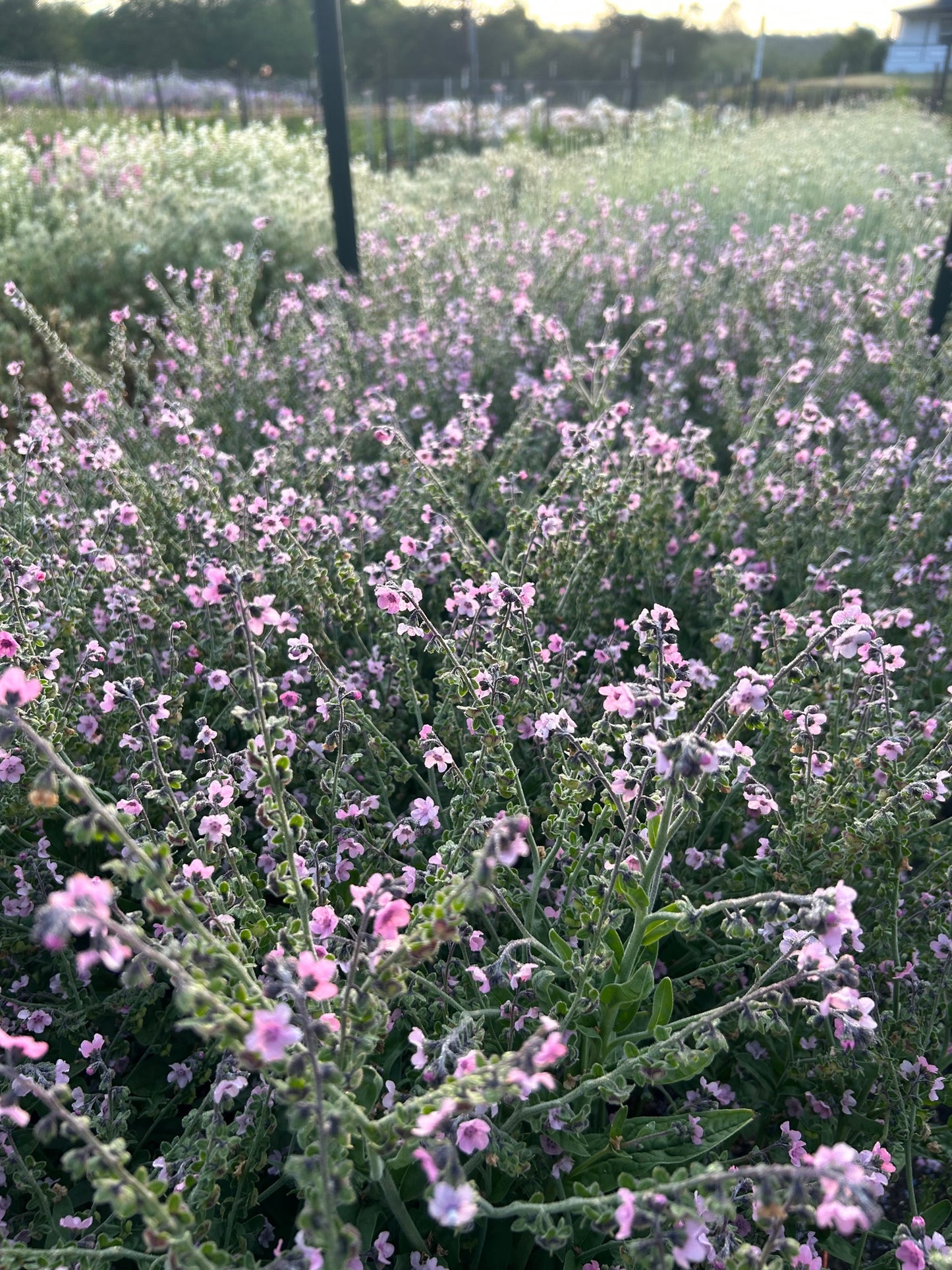 Chinese Forget Me Nots - Mystic Pink