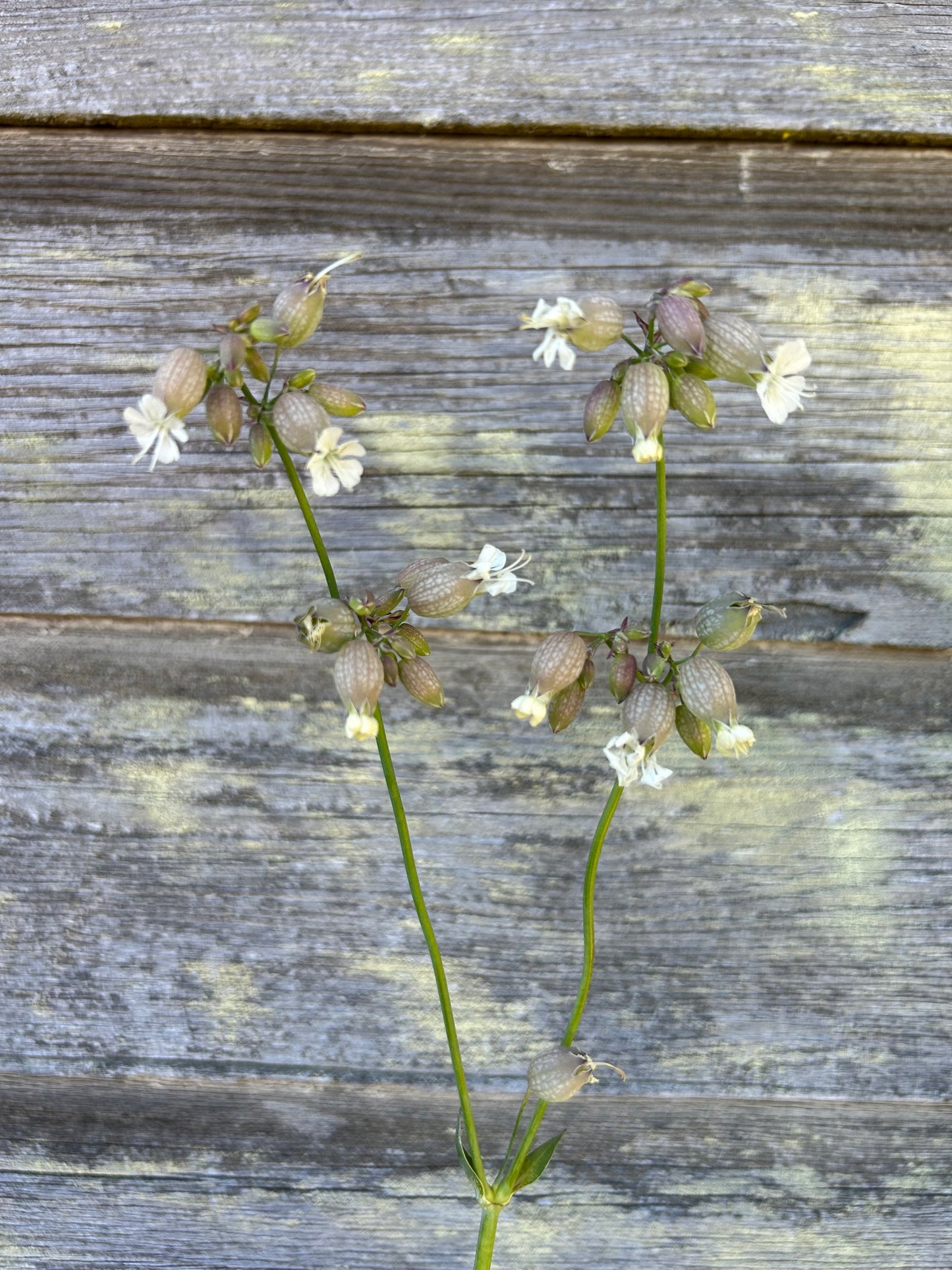 Silene - Blushing Lanterns
