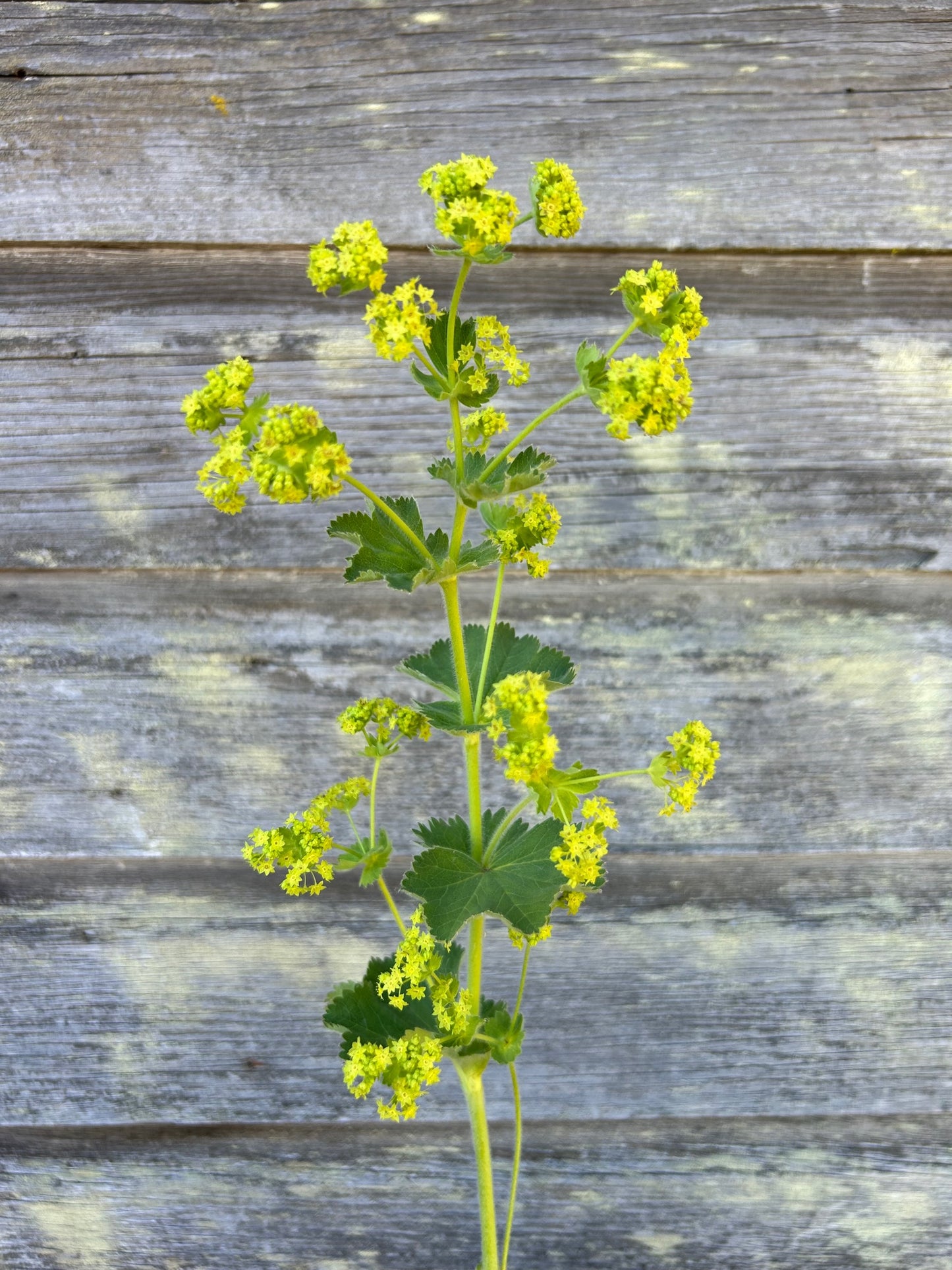 Lady's Mantle