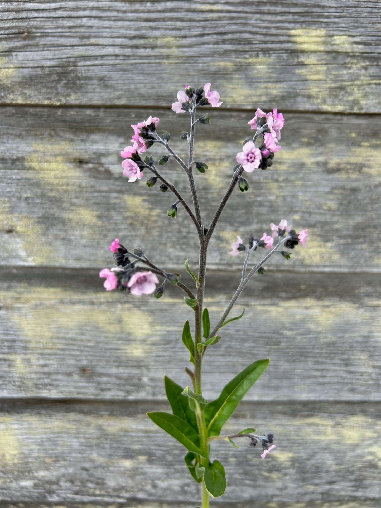 Chinese Forget Me Nots - Mystic Pink