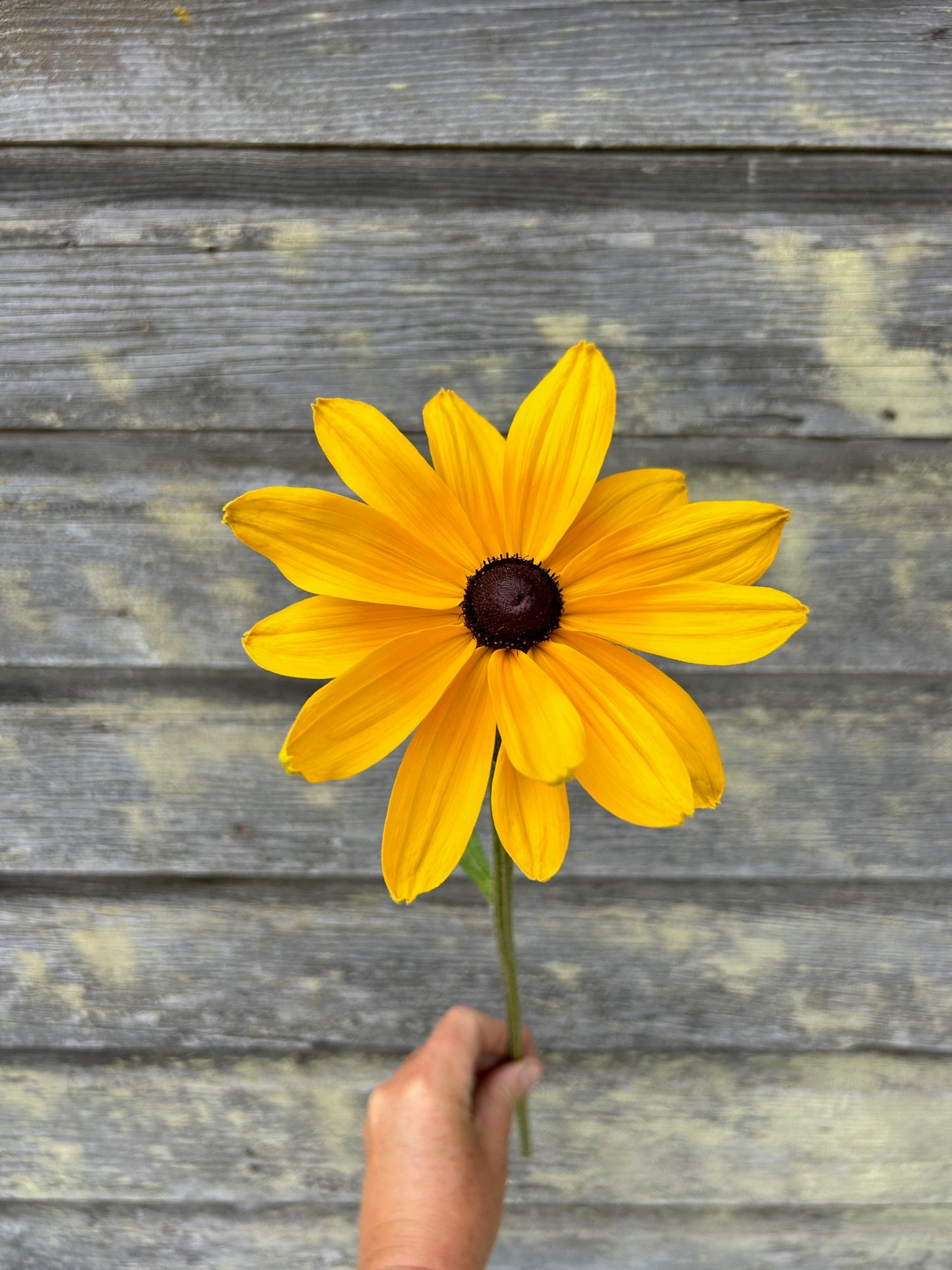 Rudbeckia - Indian Summer