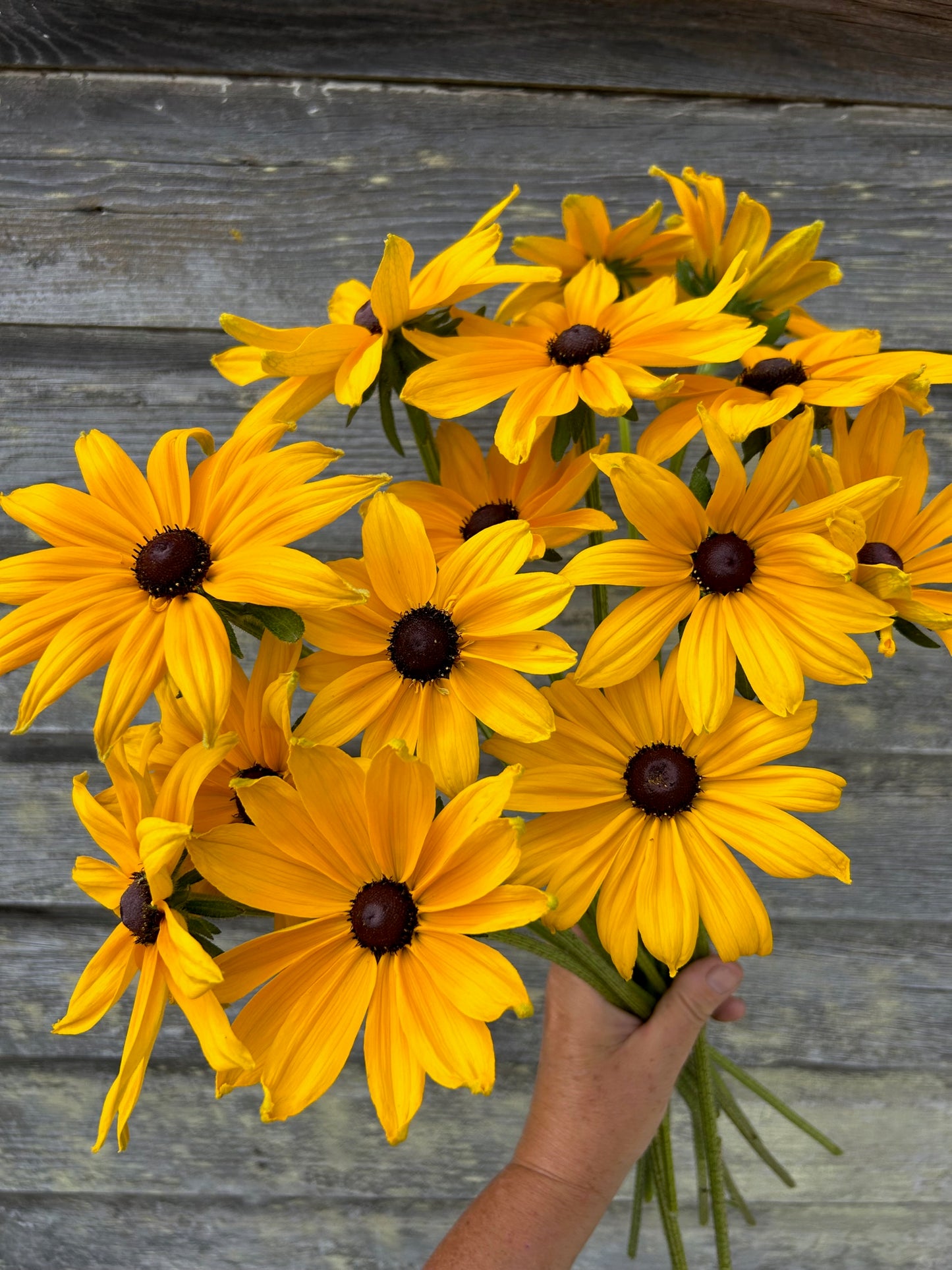 Rudbeckia - Indian Summer