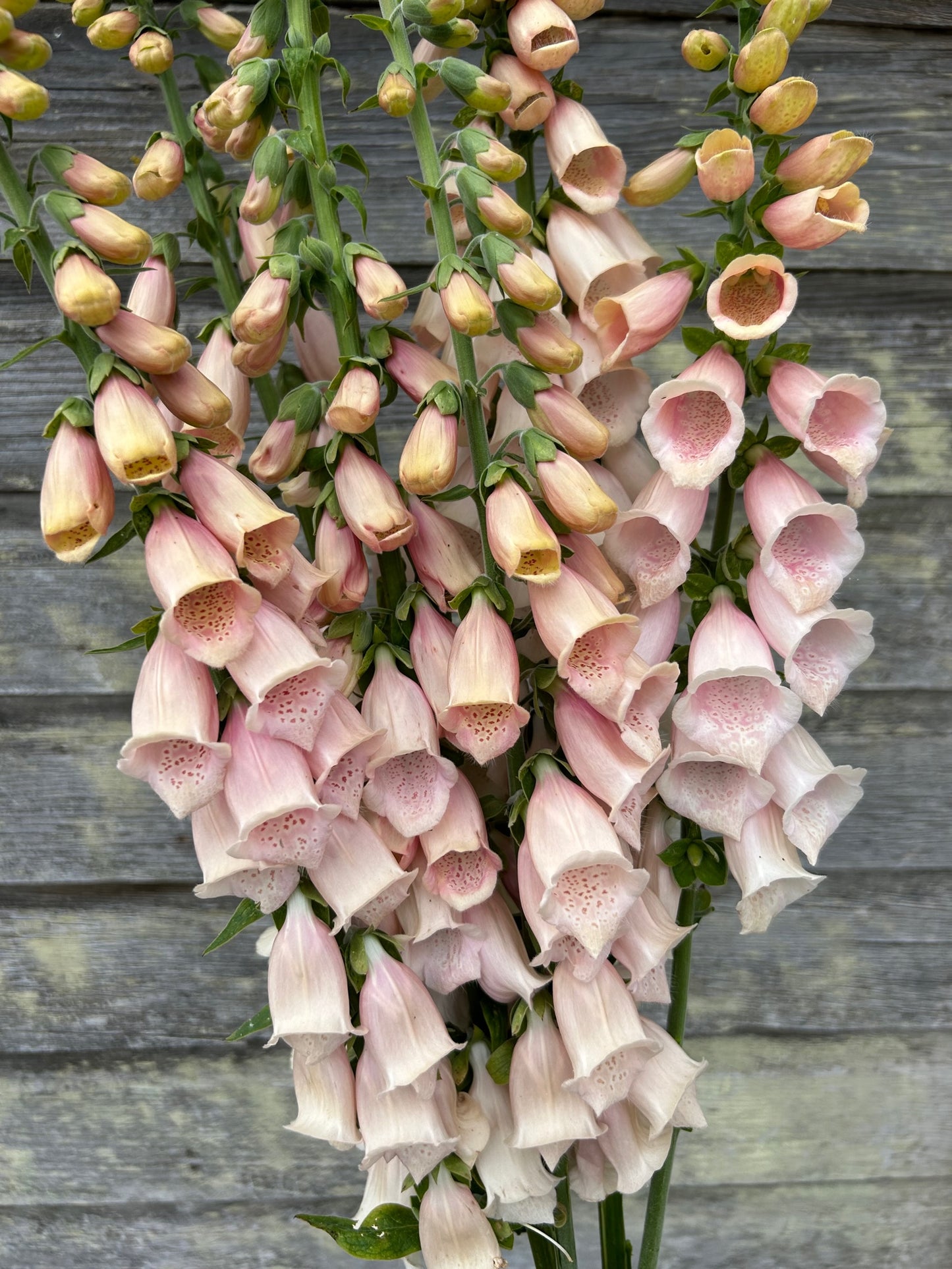 Foxglove - Apricot Beauty
