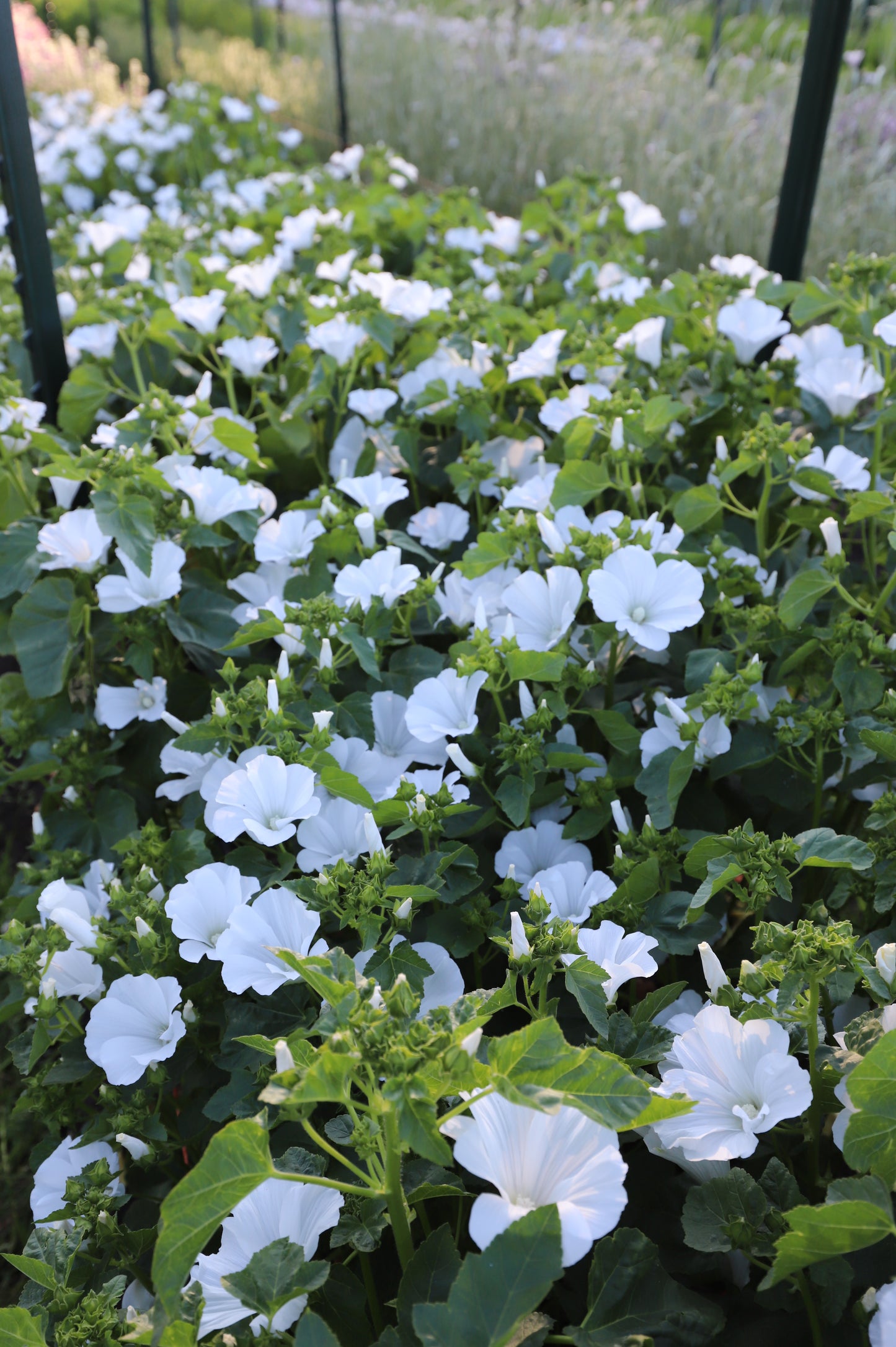 Lavatera - Mont Blanc