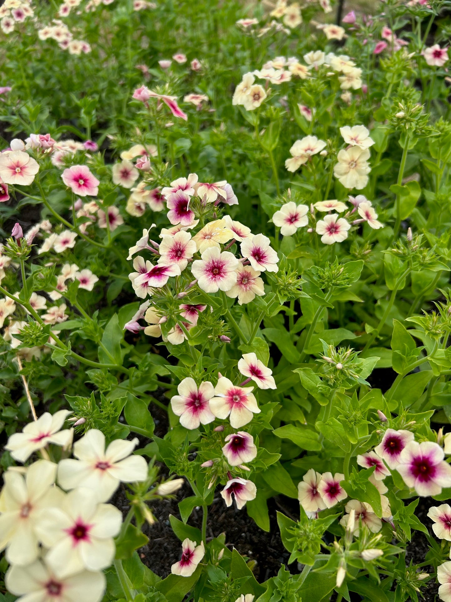 Phlox - Cherry Caramel