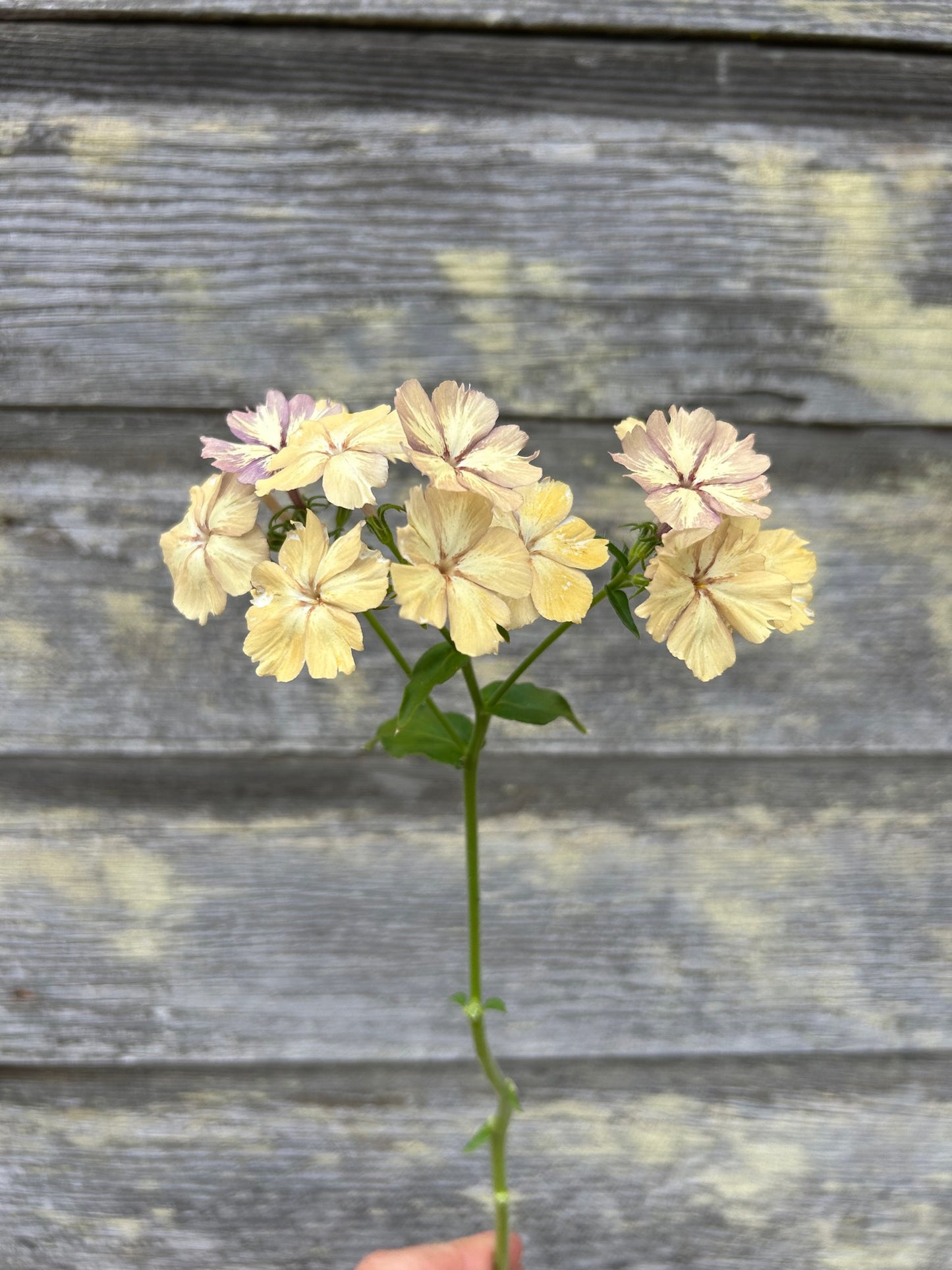 Phlox - Creme Brulee