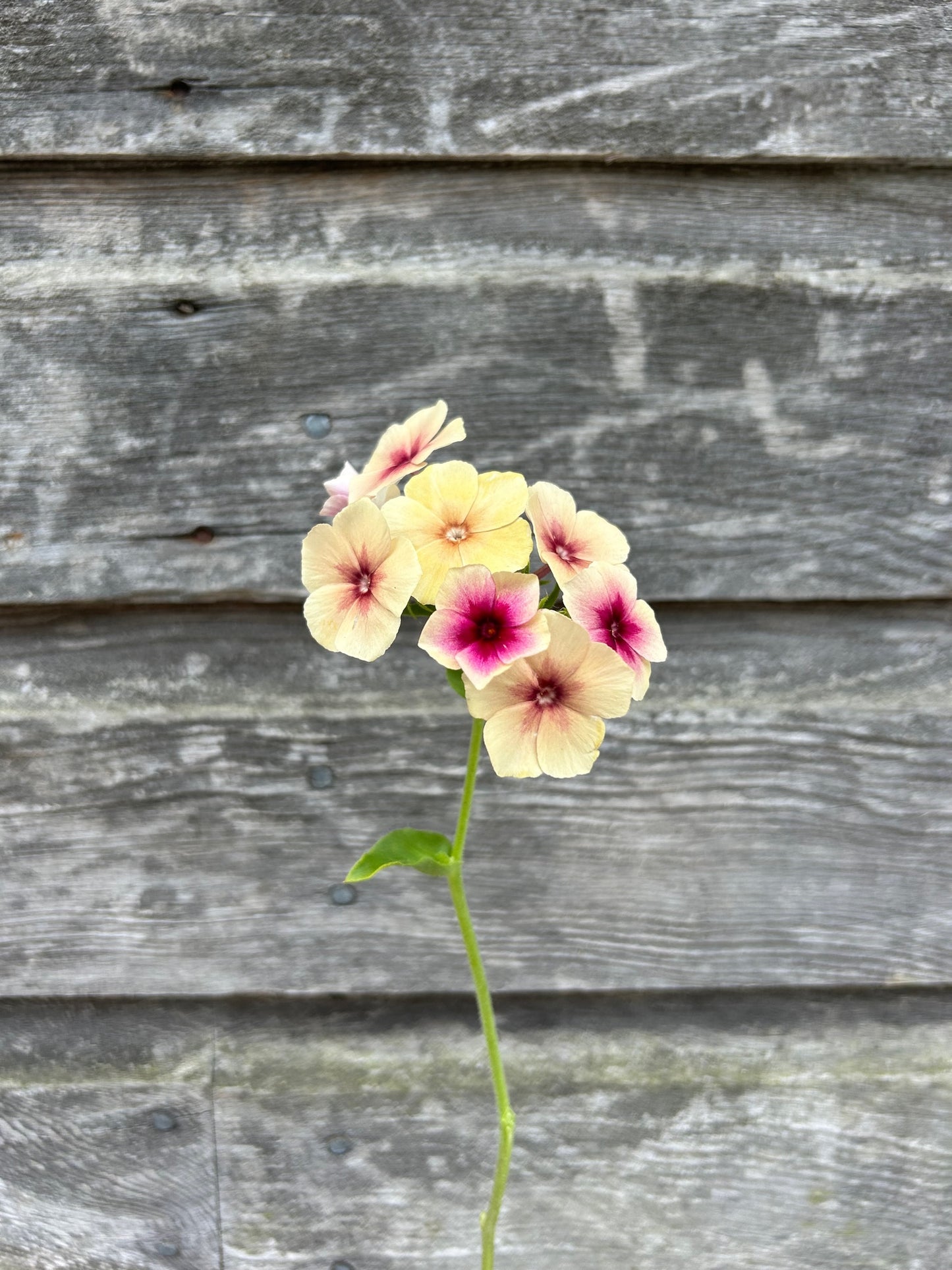 Phlox - Cherry Caramel
