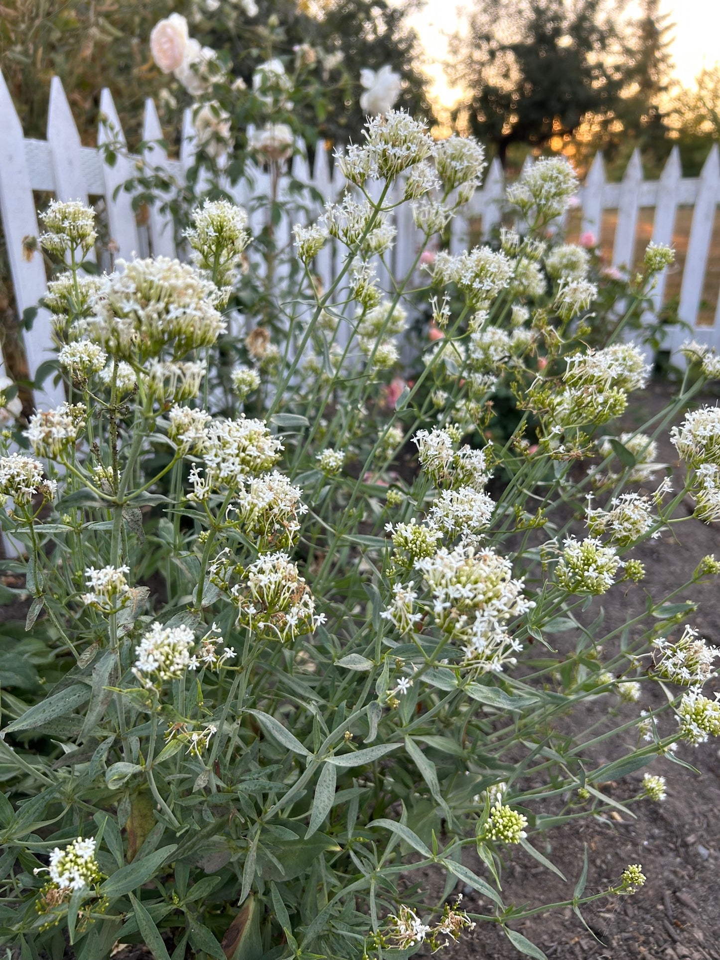Valerian - White Snowcloud
