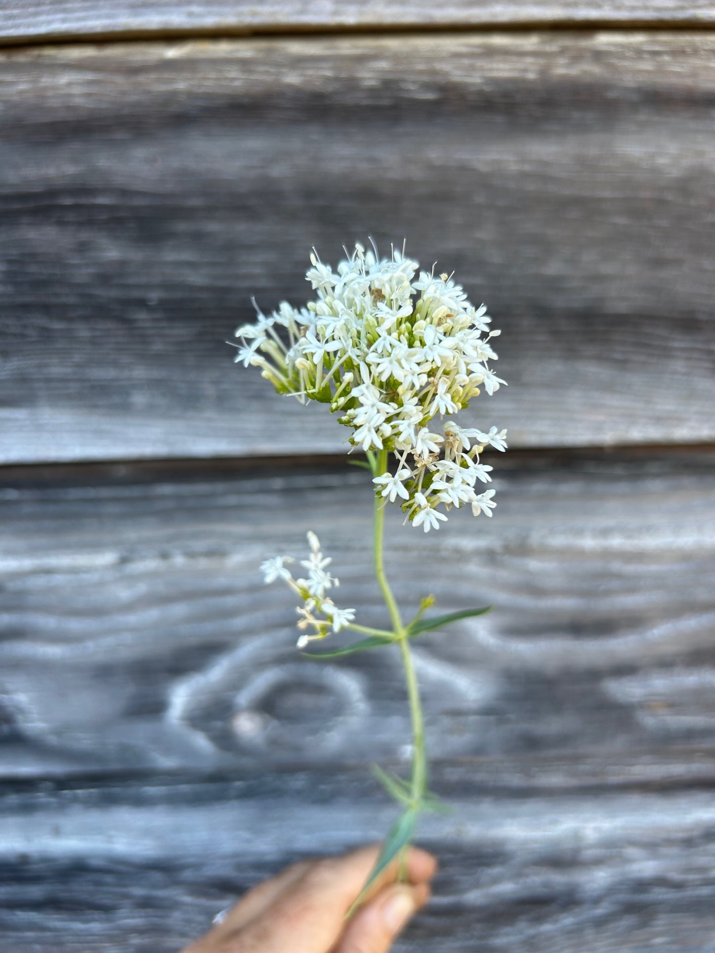 Valerian - White Snowcloud