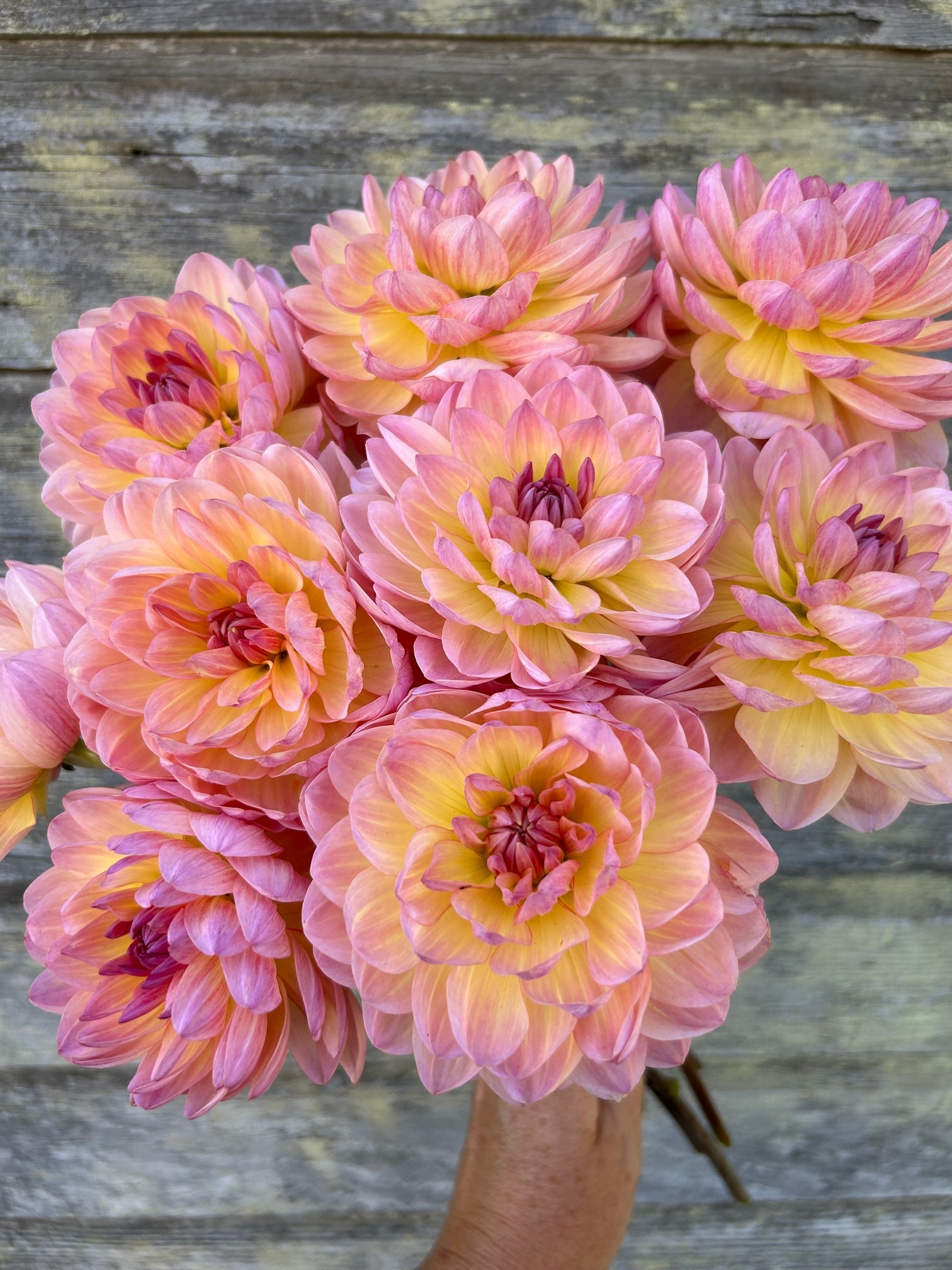 Sandia Bliss - LIMIT 1 – The Farmhouse Flower Farm