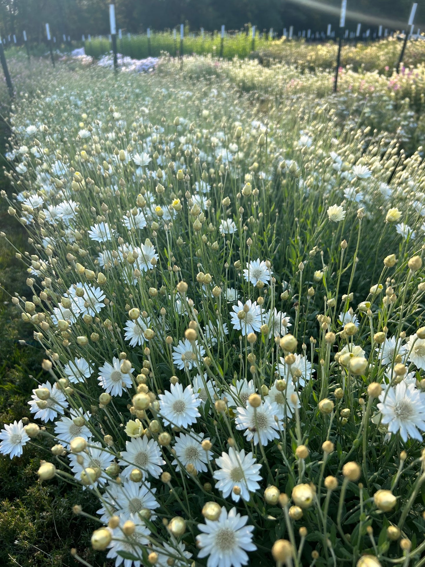Xeranthemum - White Immortelle
