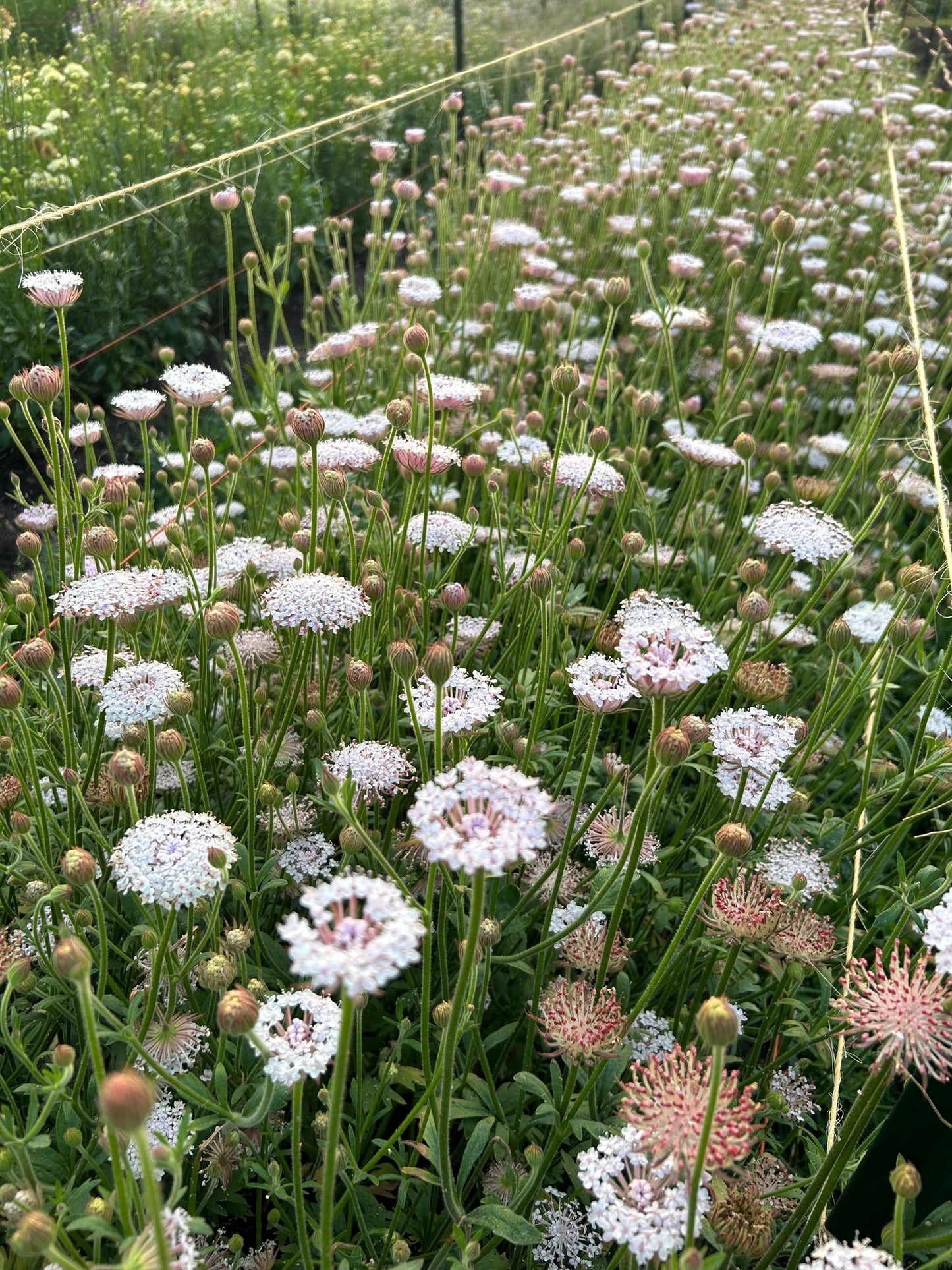 Lacy Pink Didiscus
