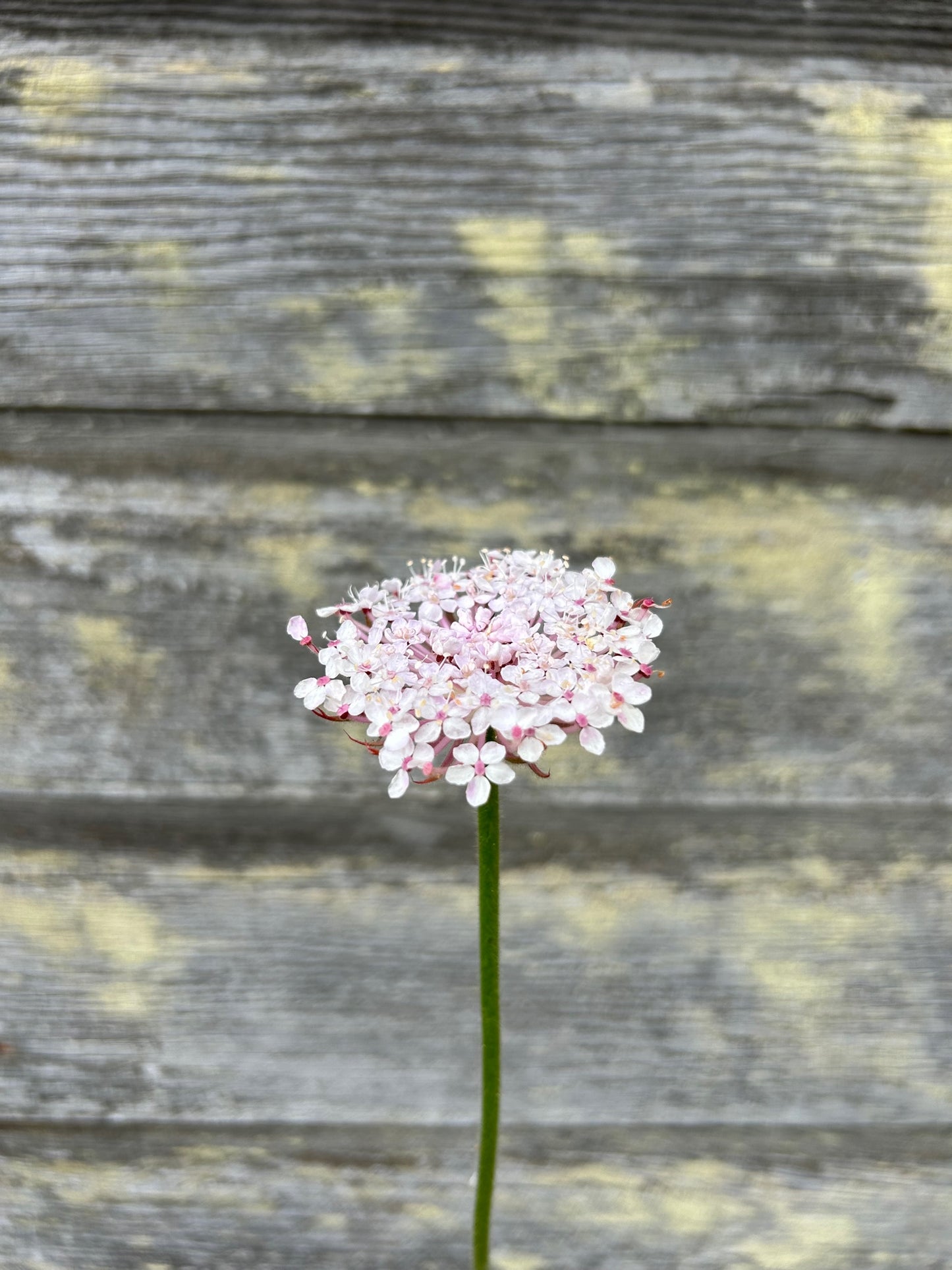 Lacy Pink Didiscus