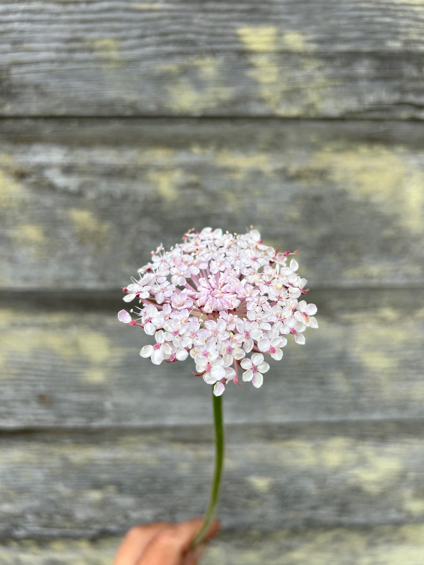 Lacy Pink Didiscus