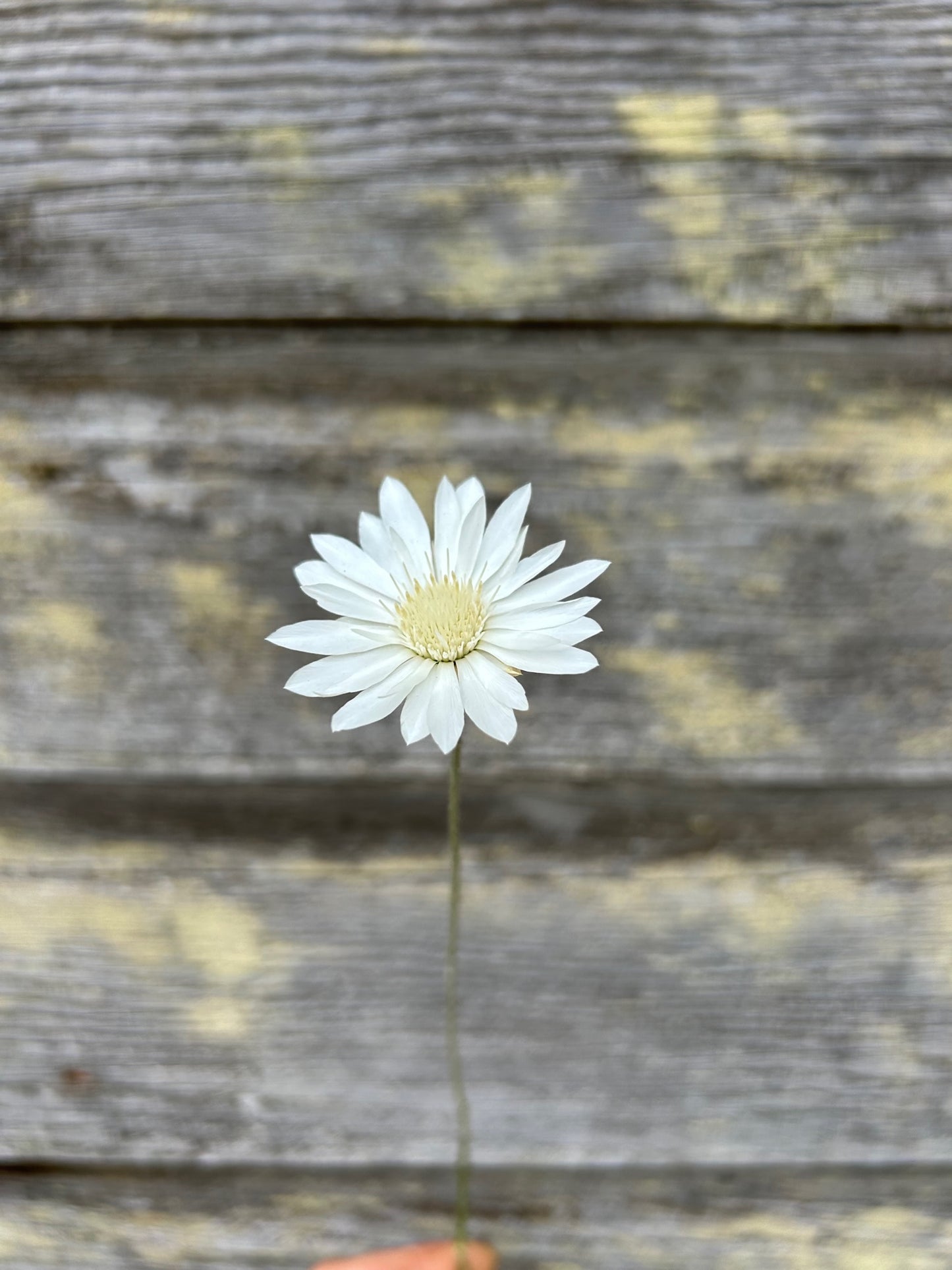 Xeranthemum - White Immortelle