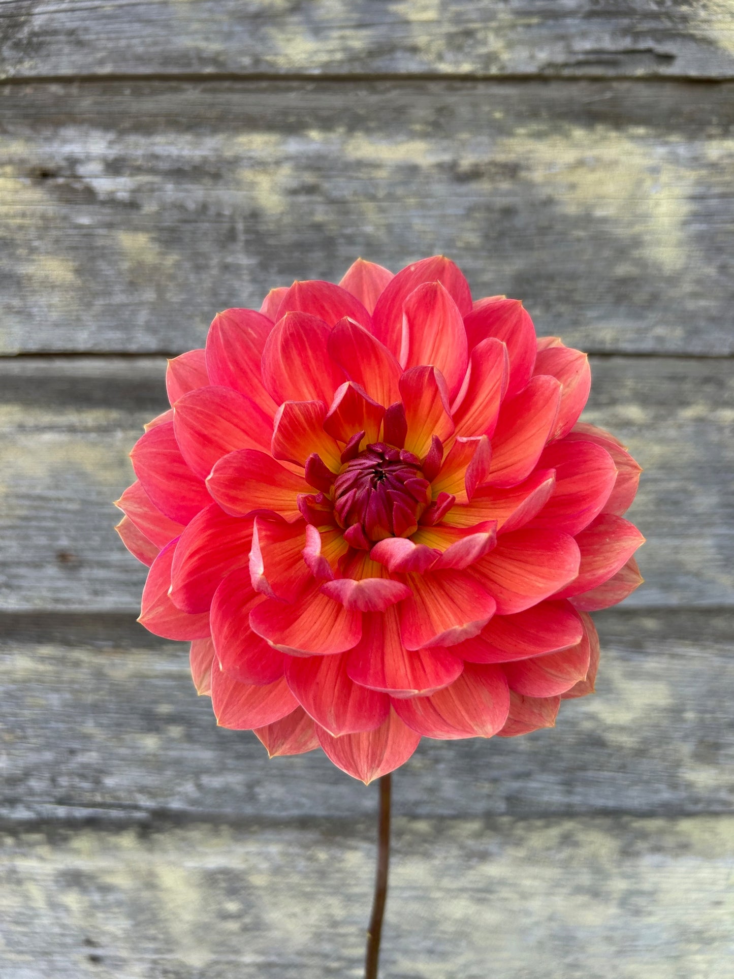 Hollyhill Daydream - LIMIT 1