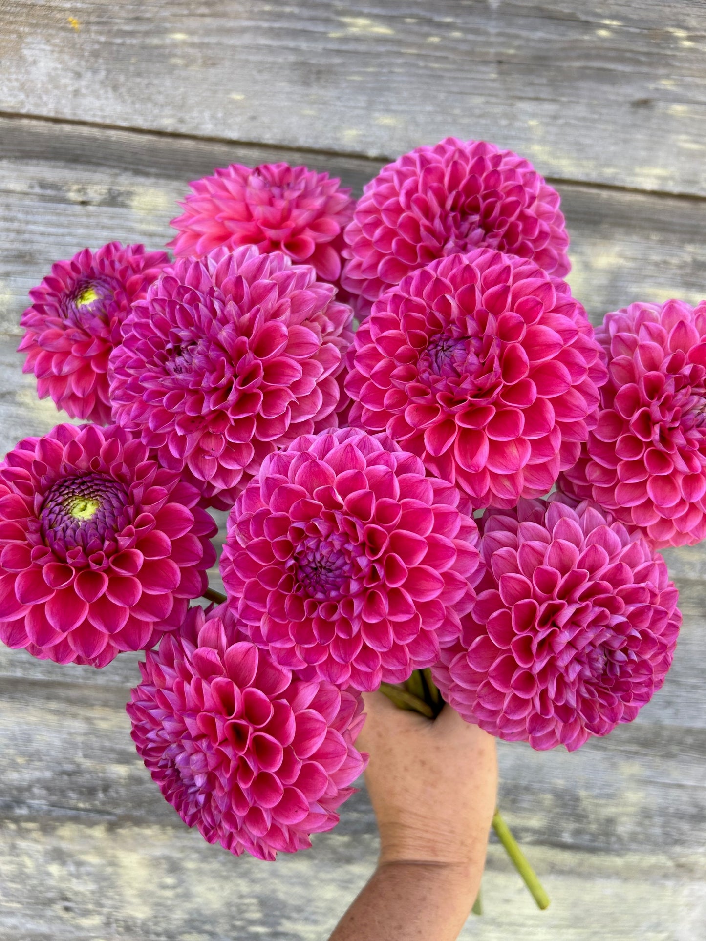 Dikara Superb - LIMIT 1