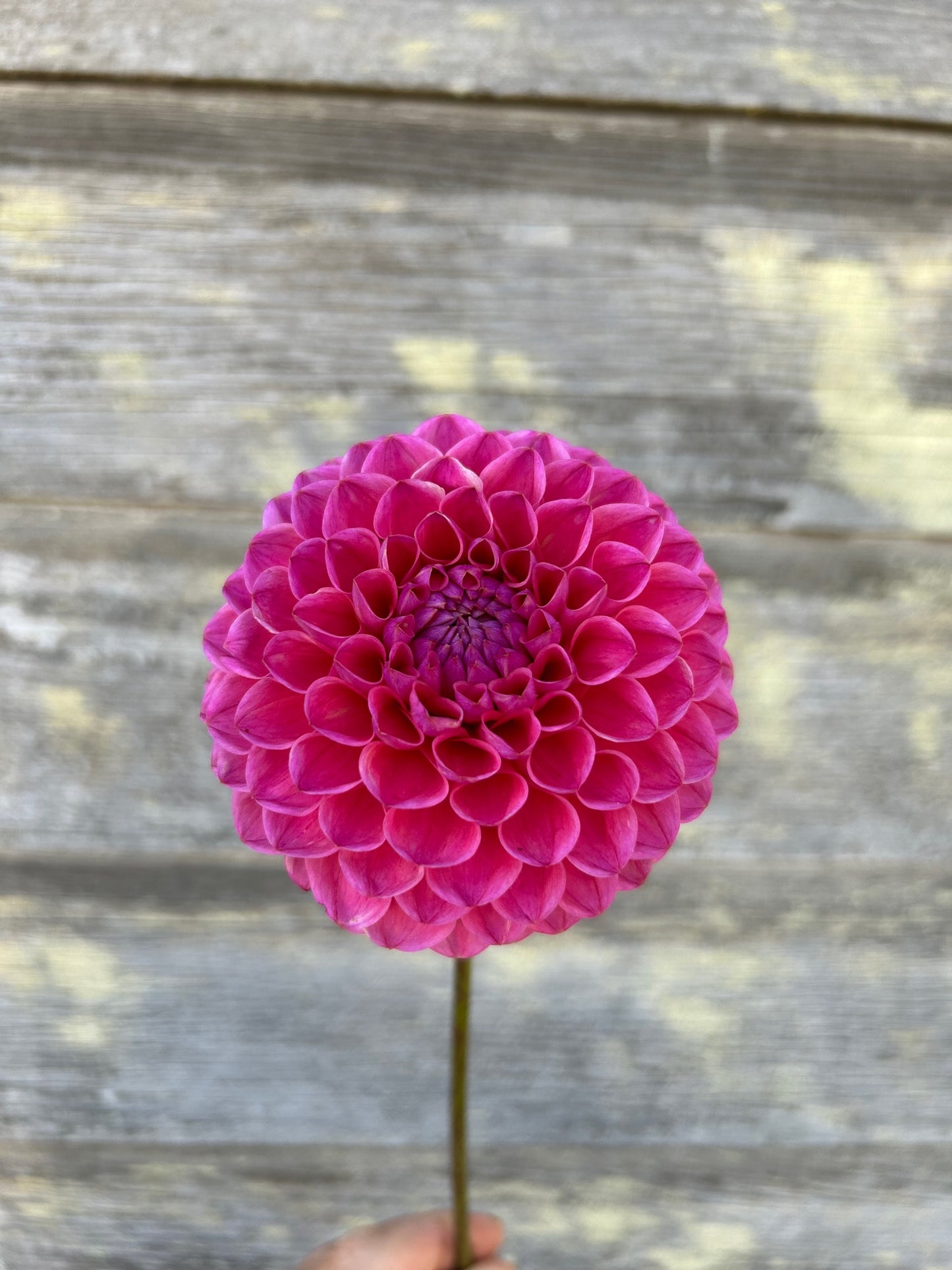 Dikara Superb - LIMIT 1