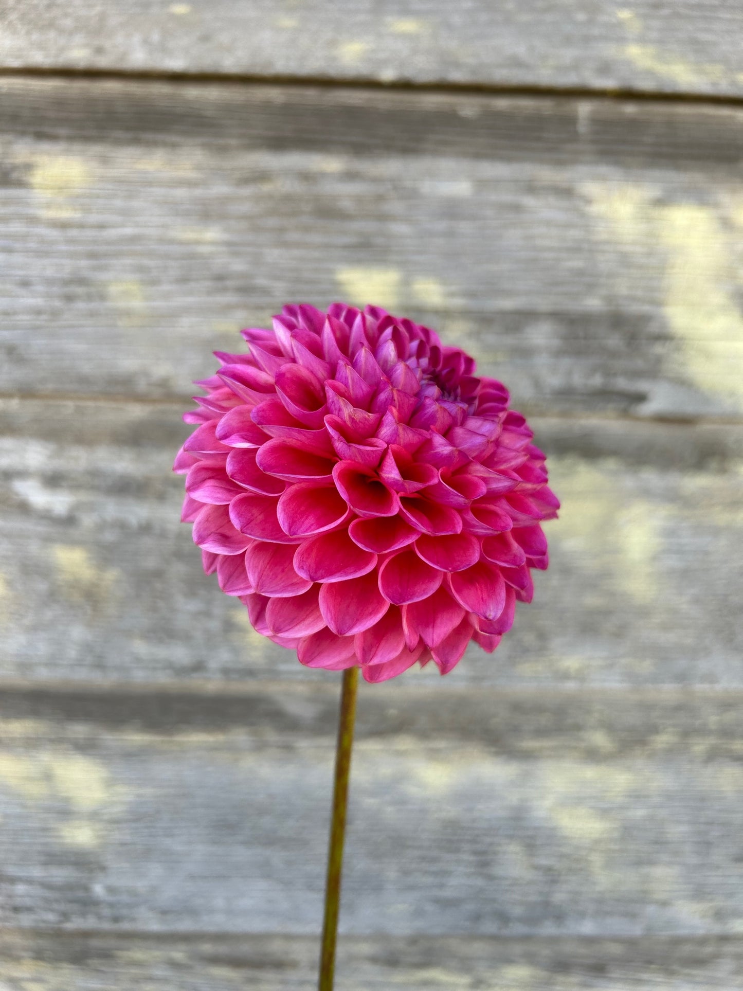 Dikara Superb - LIMIT 1