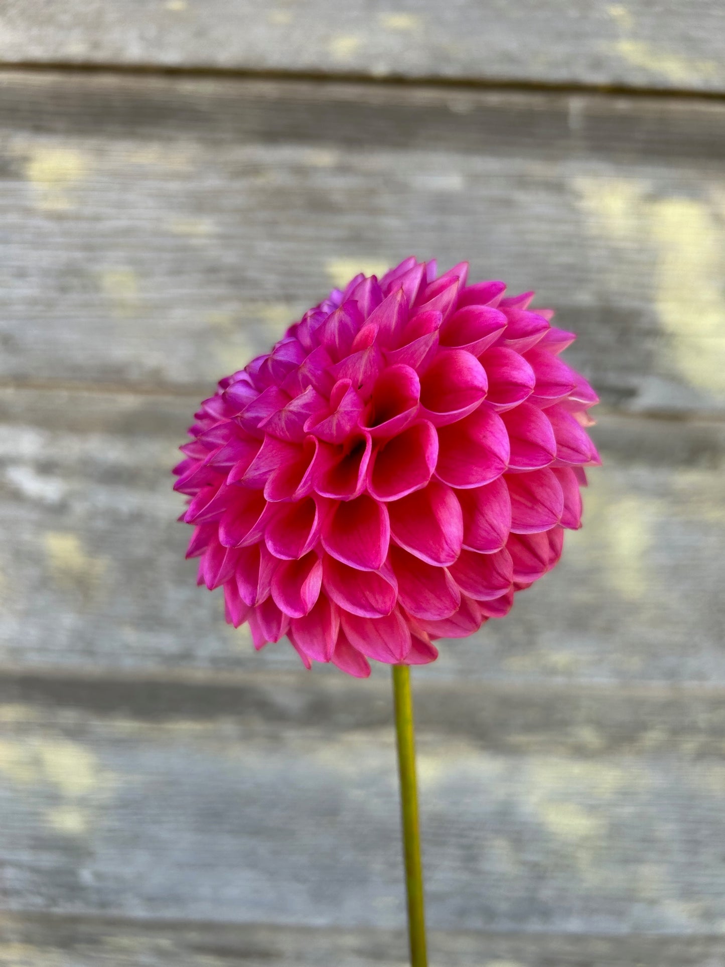 Dikara Superb - LIMIT 1