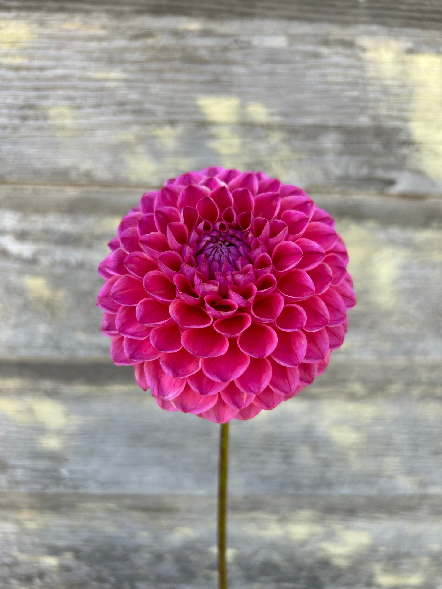 Dikara Superb - LIMIT 1