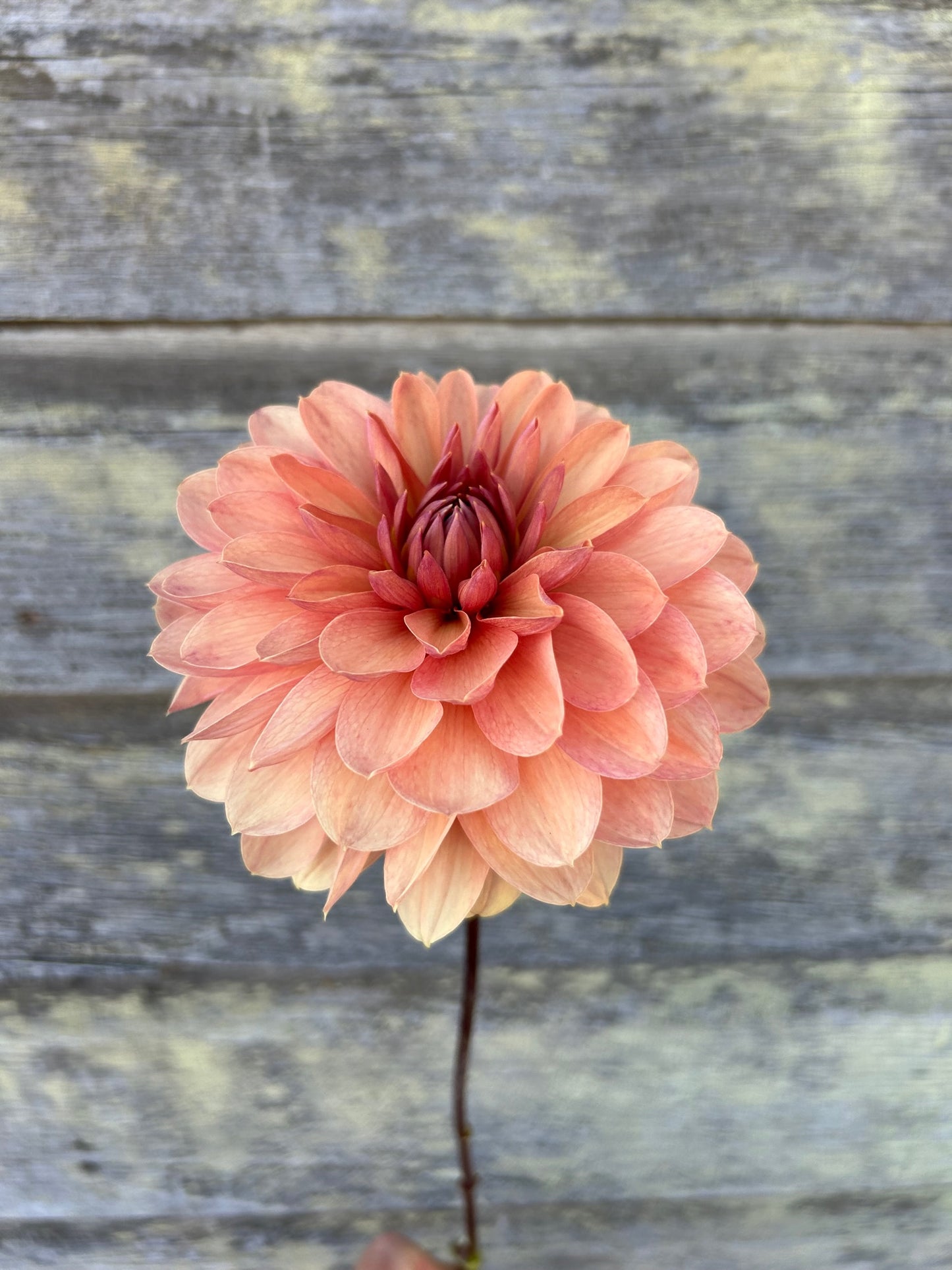 Chateau de la Bourdaisiere - LIMIT 1