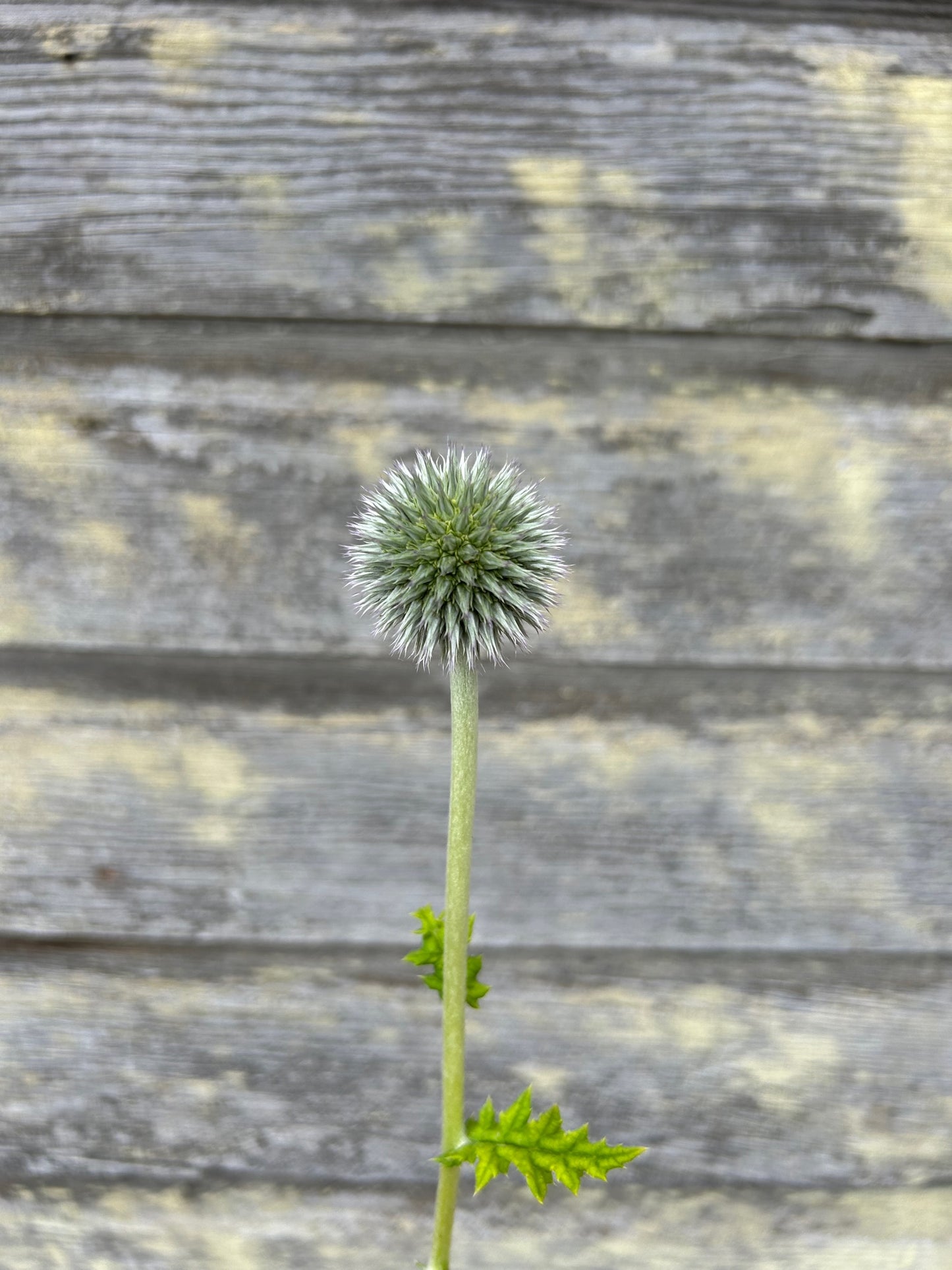 Echinops - Star Frost