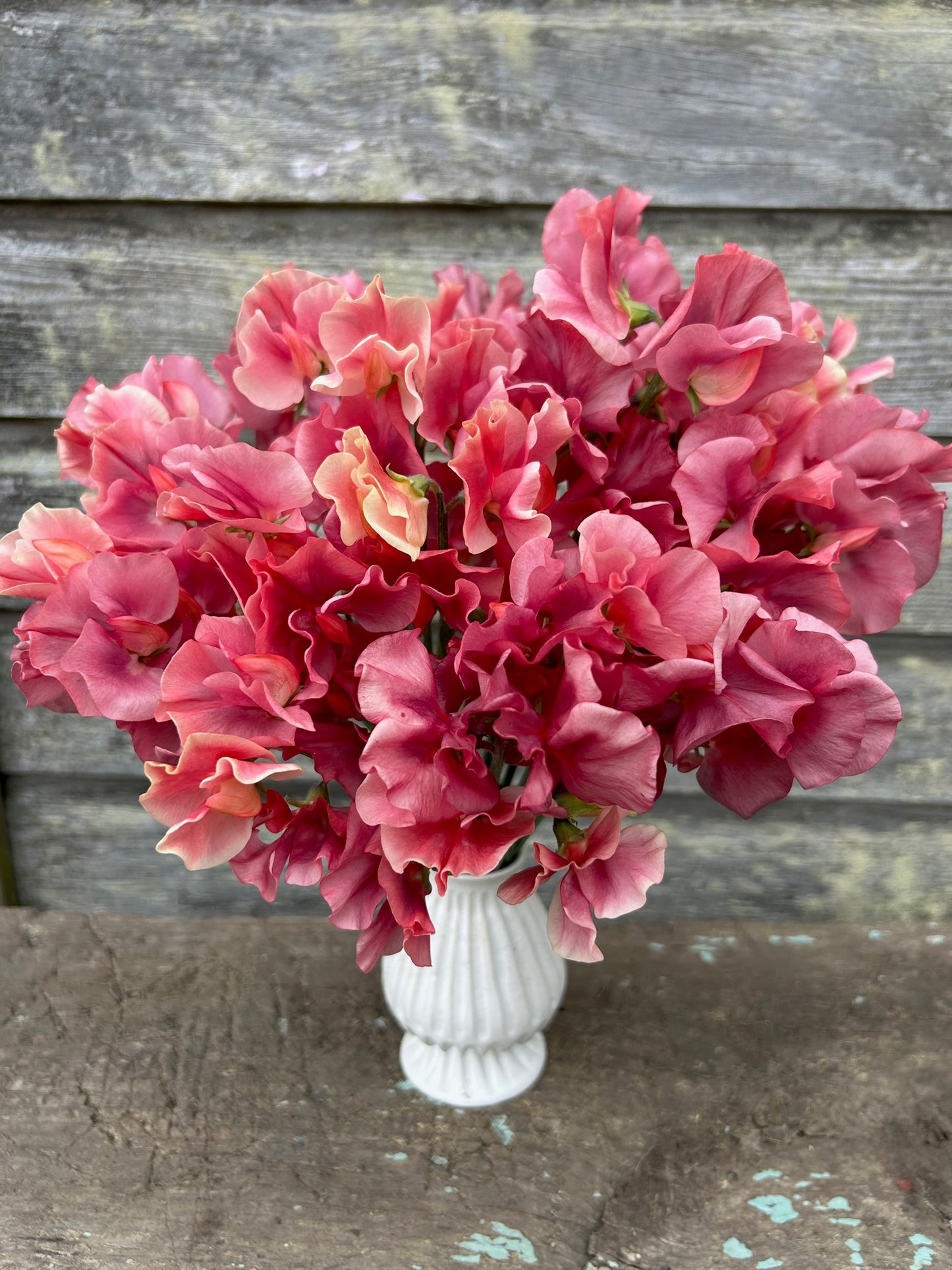 Sweet Pea King's Ransom *LIMIT 1*