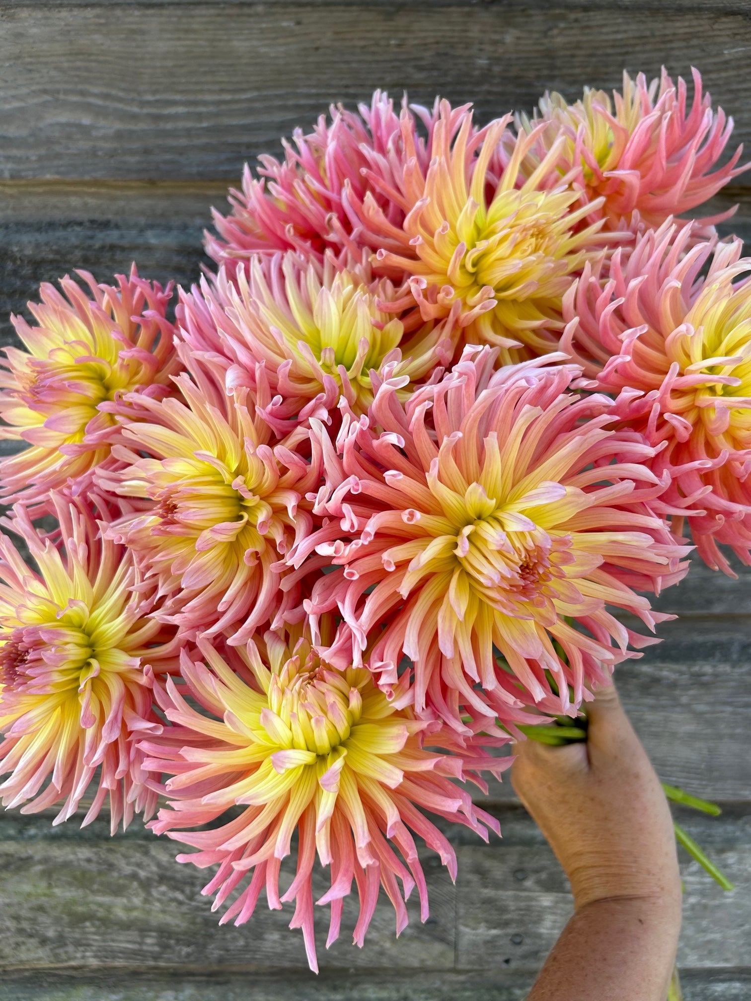 Alfred Grille – The Farmhouse Flower Farm