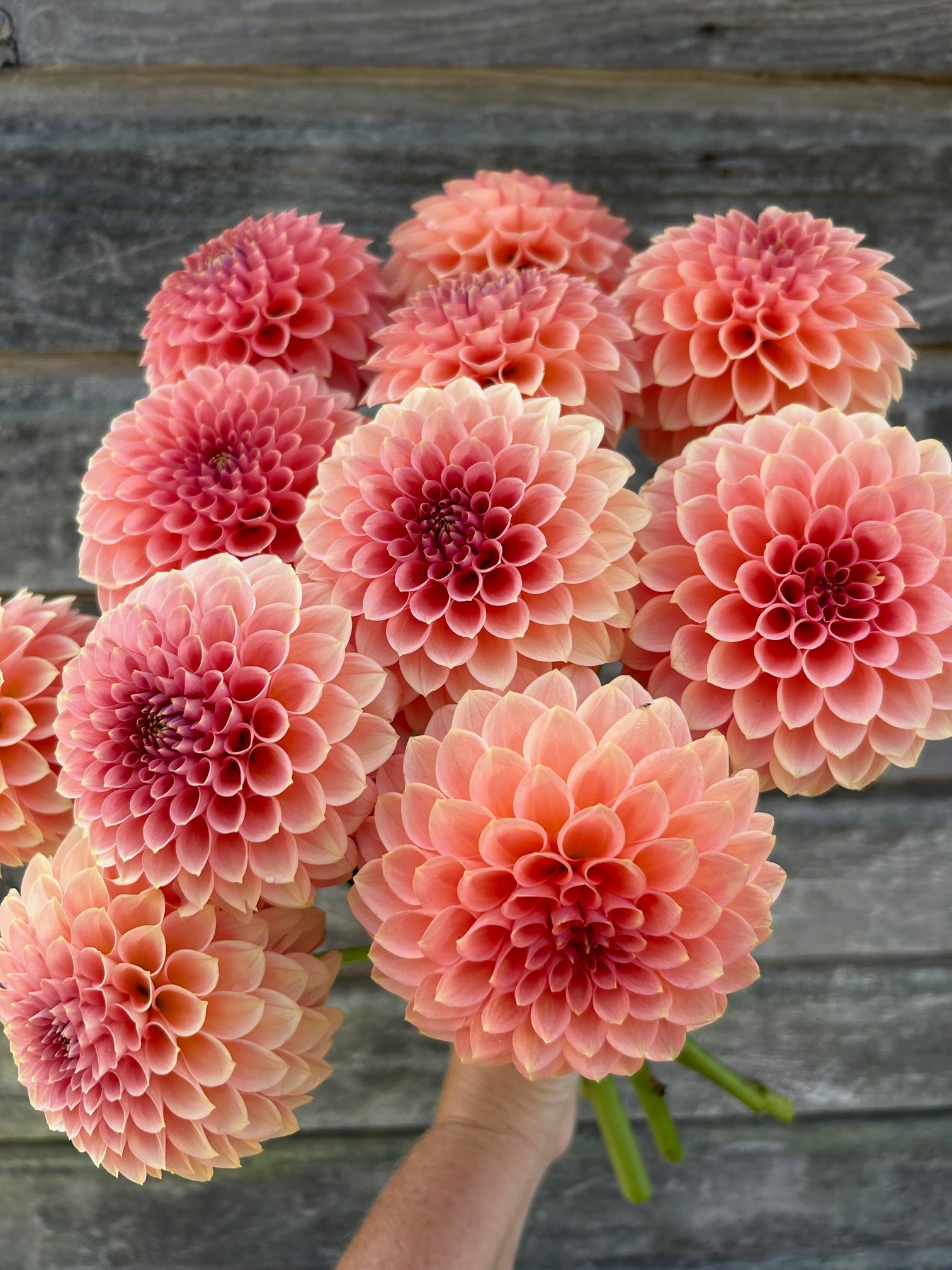 RM Lure - LIMIT 1 – The Farmhouse Flower Farm