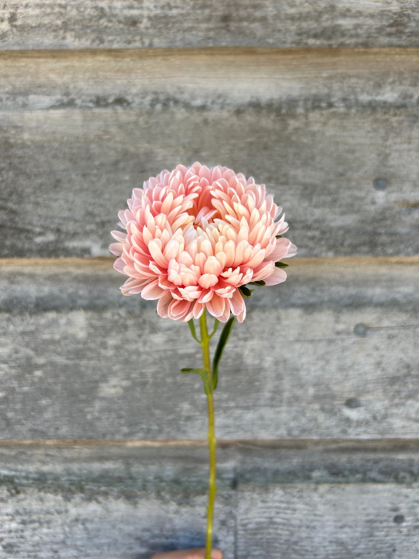 China Aster - Tower Chamois
