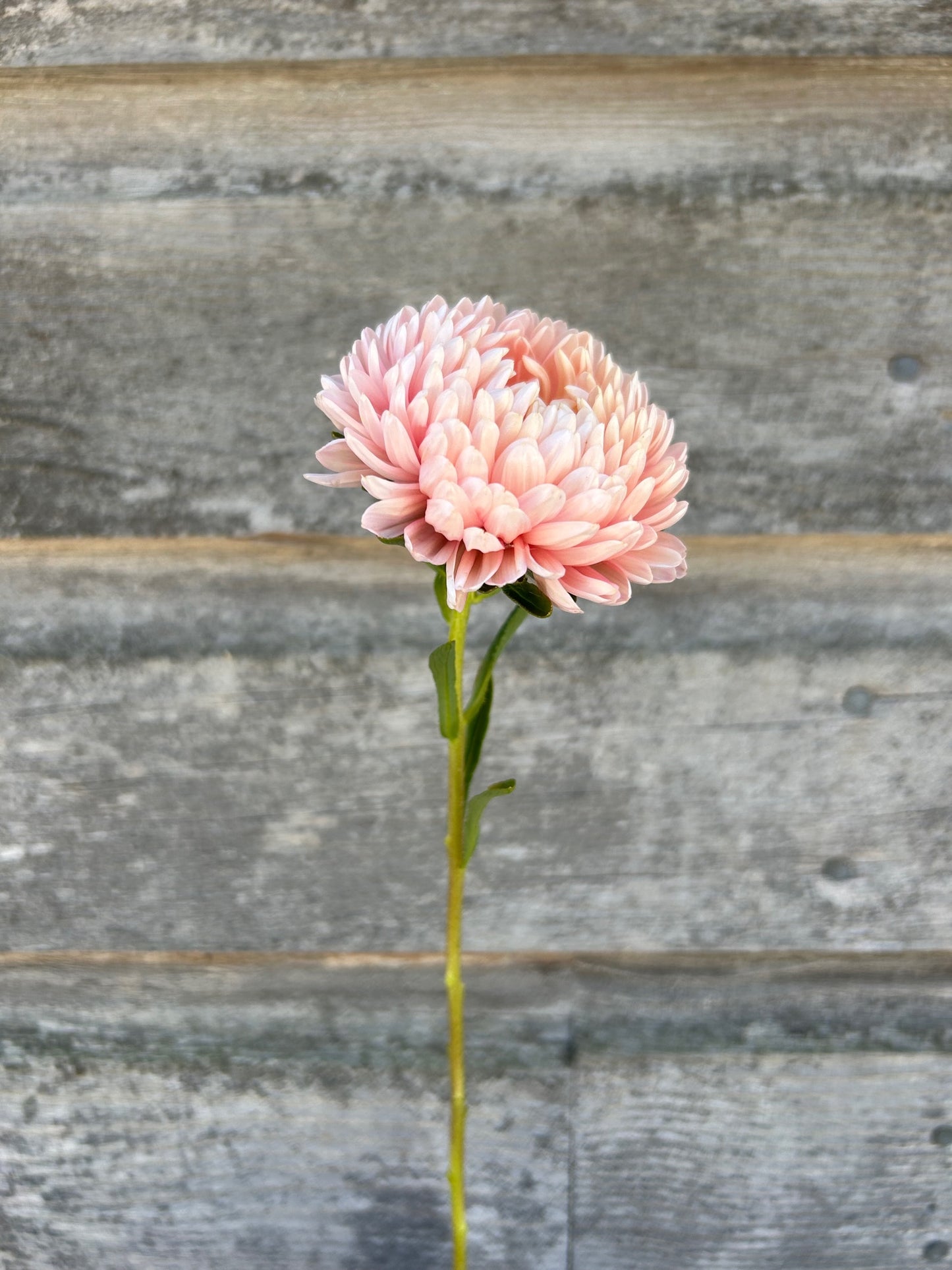 China Aster - Tower Chamois