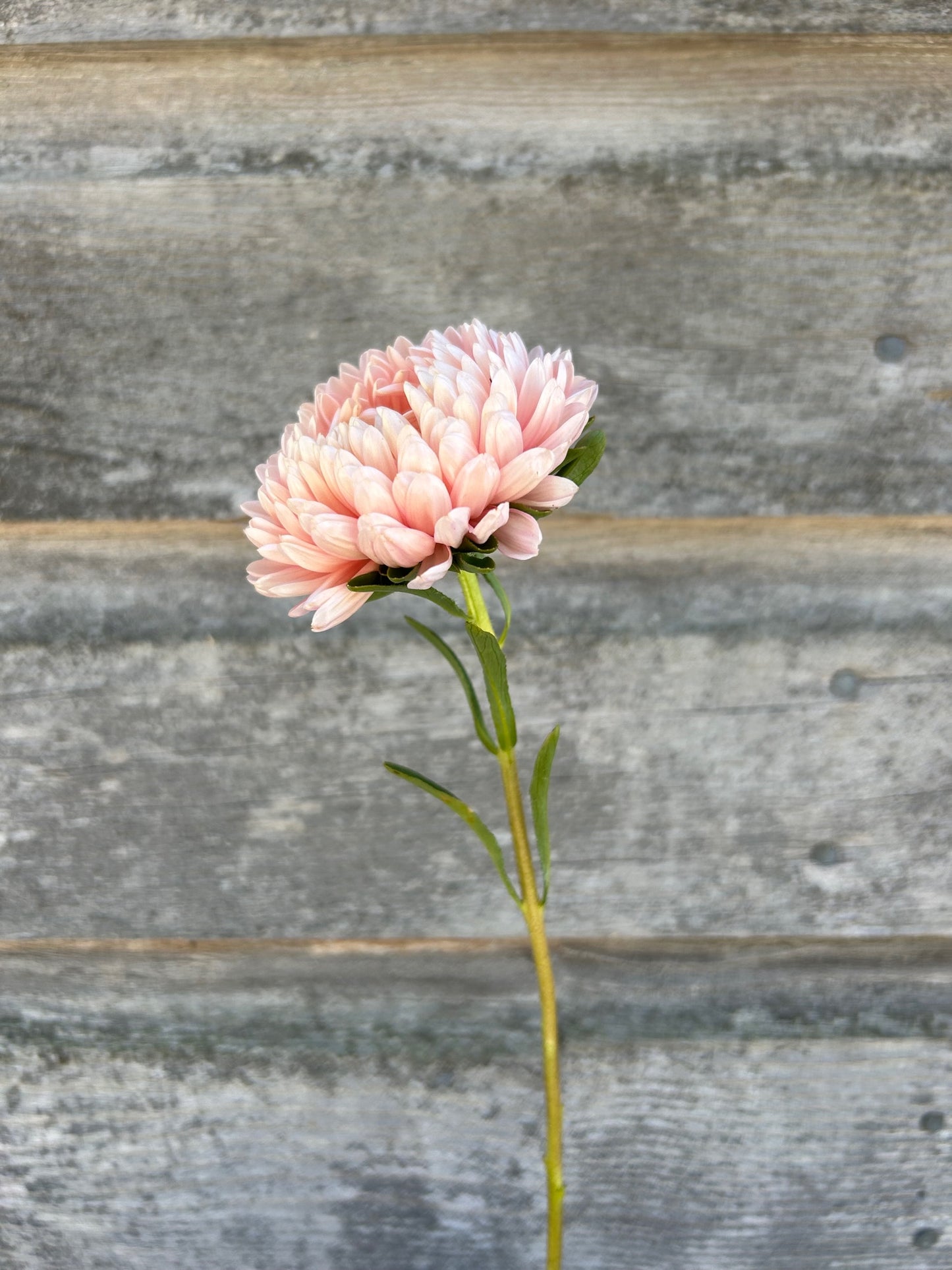 China Aster - Tower Chamois