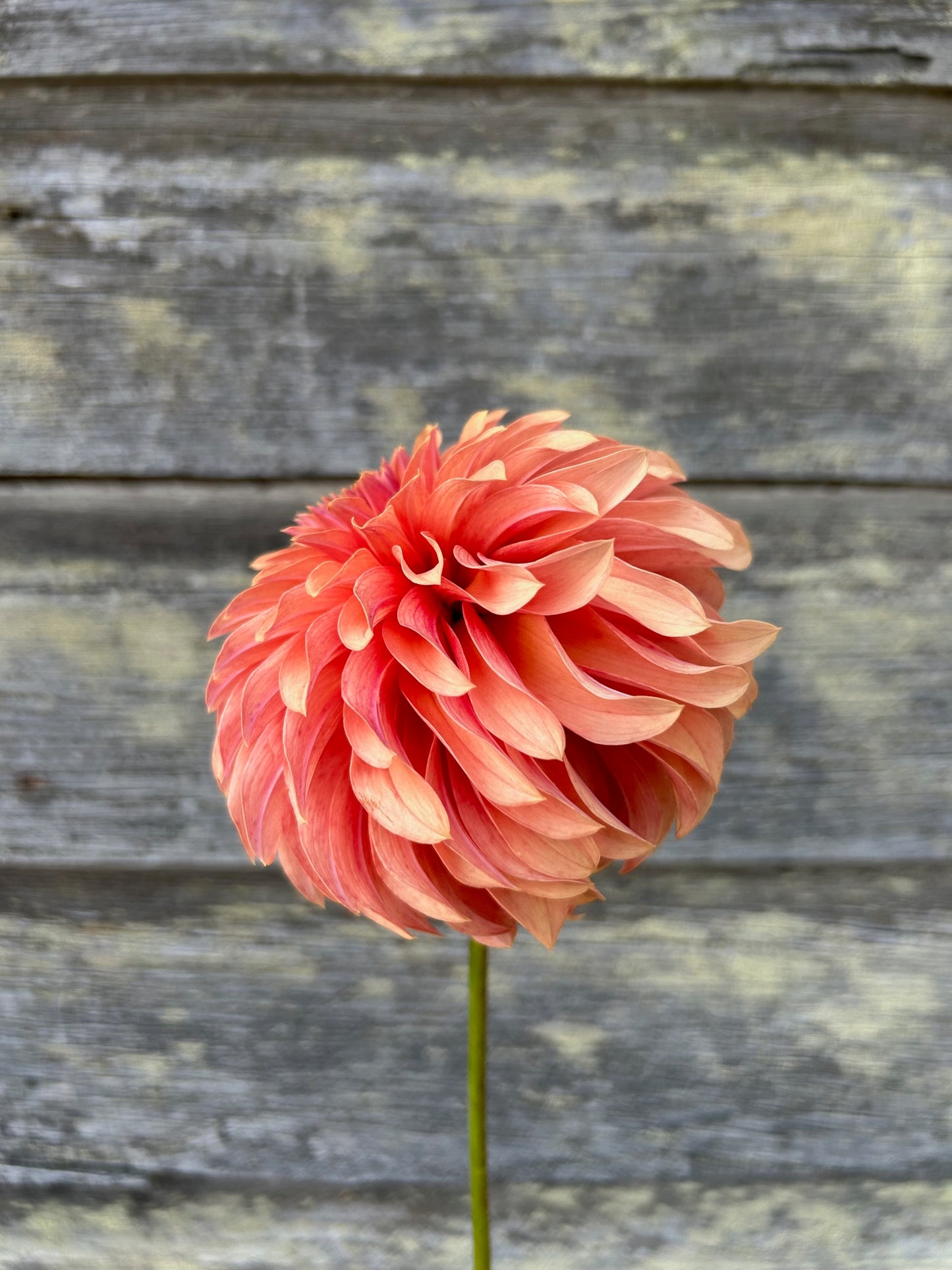 River's Can't Elope - LIMIT 1