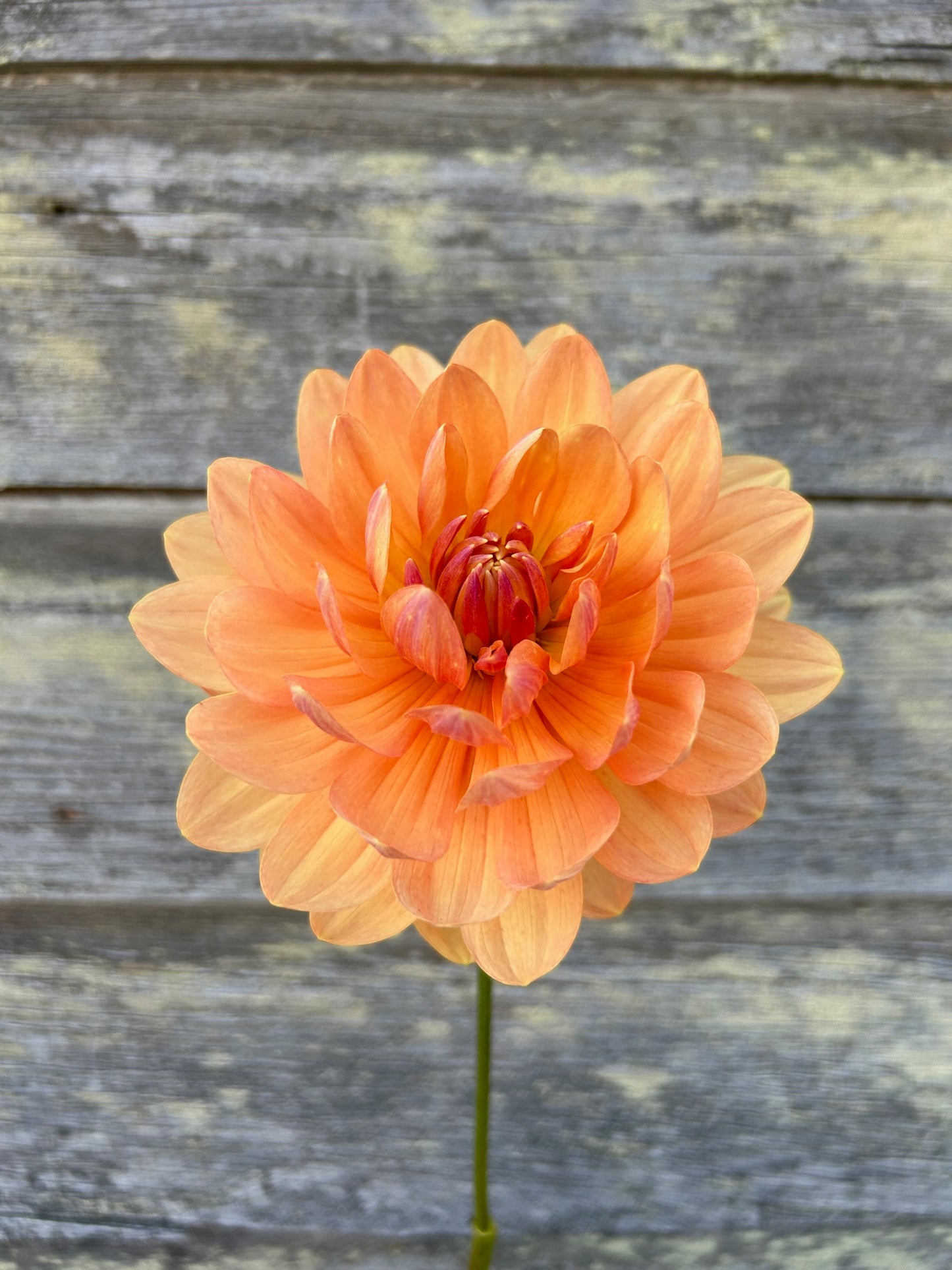 Sandia Susan - LIMIT 1