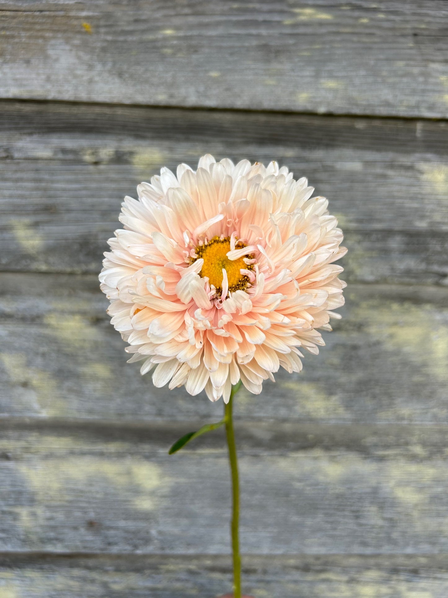 China Aster - King Size Apricot