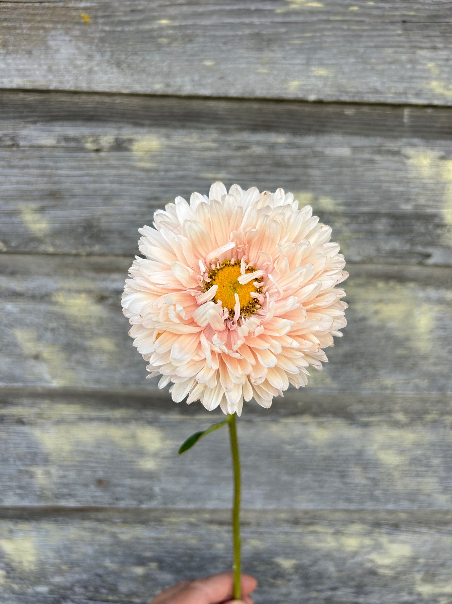 China Aster - King Size Apricot