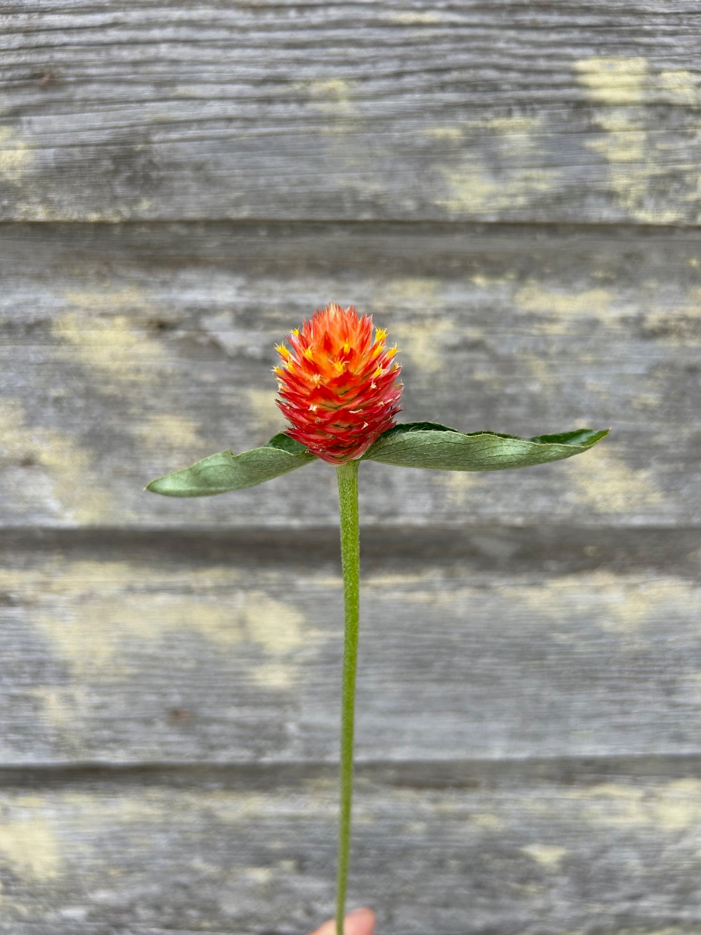 Gomphrena - QIS Orange