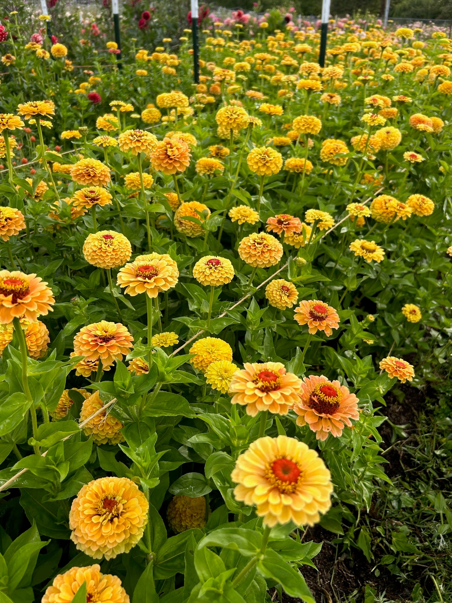 Zinnia - Queeny Lemon Peach