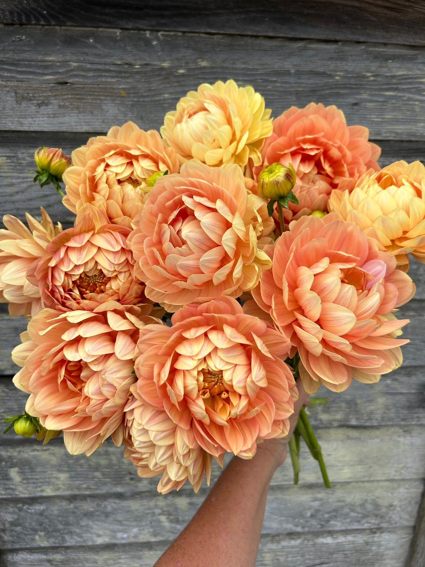 Hollyhill Serenity - LIMIT 1