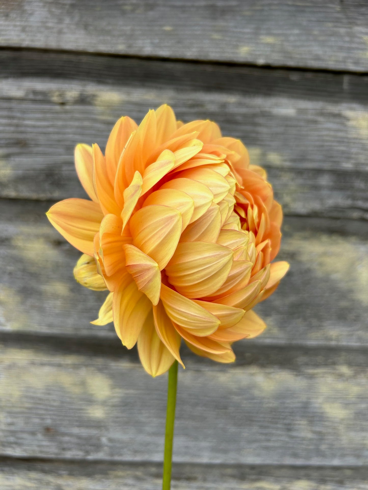 Hollyhill Serenity - LIMIT 1